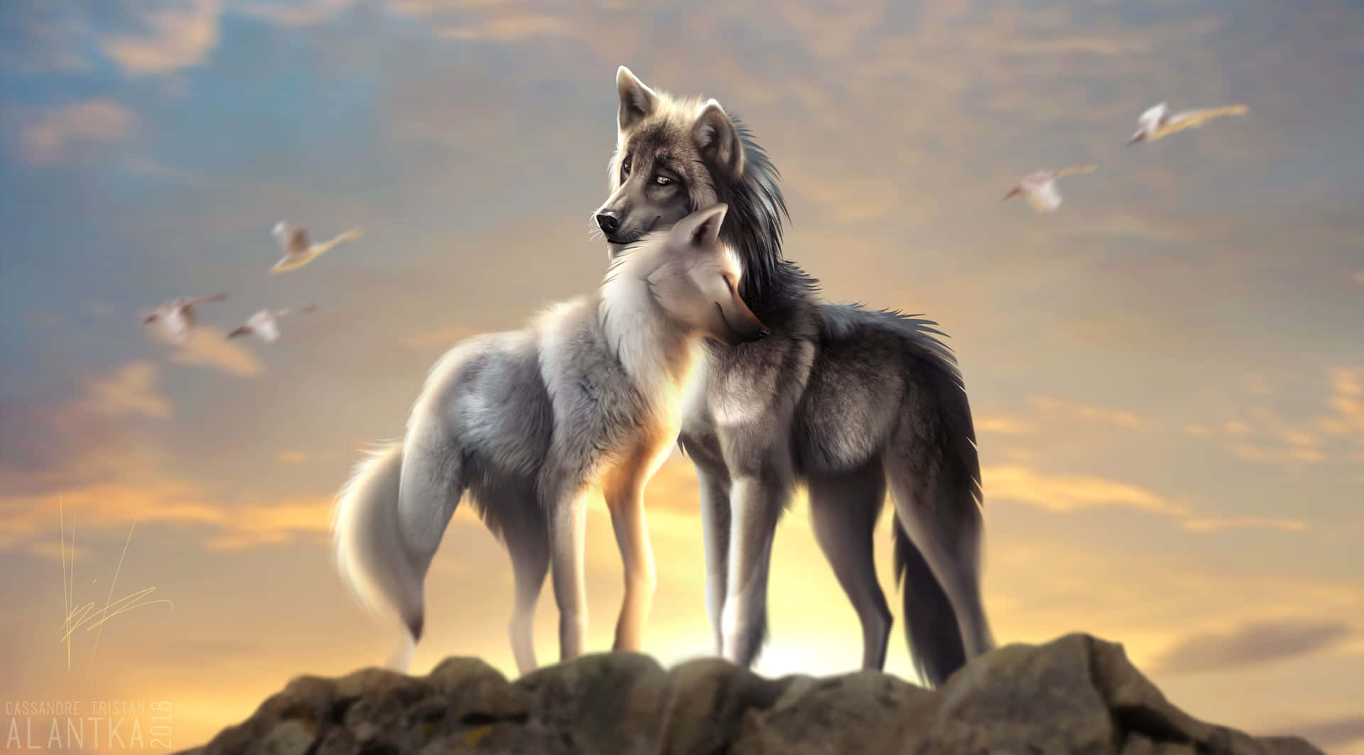 Cute Wolves During Sunrise Background