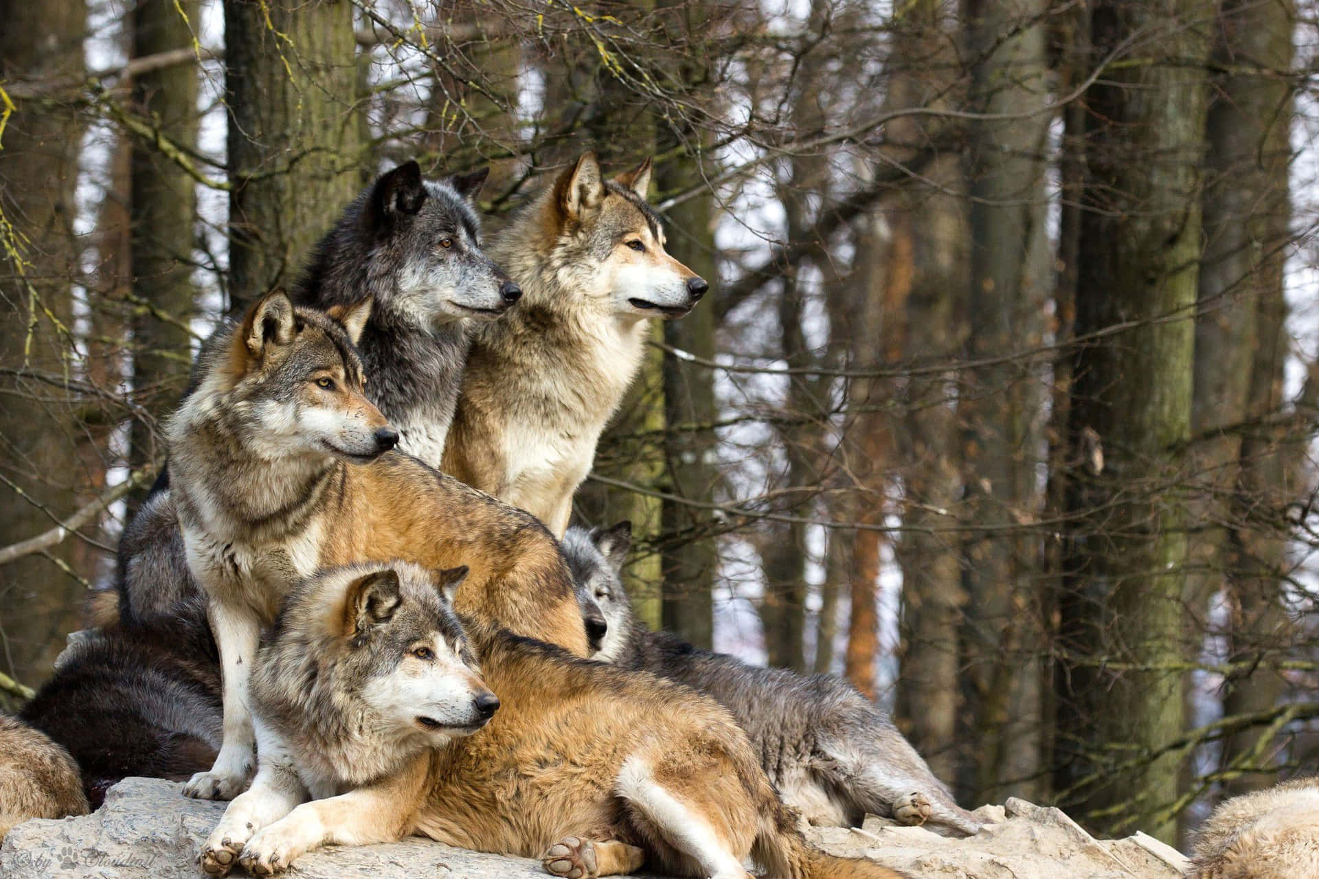 Cute Wolves Looking At Side Background