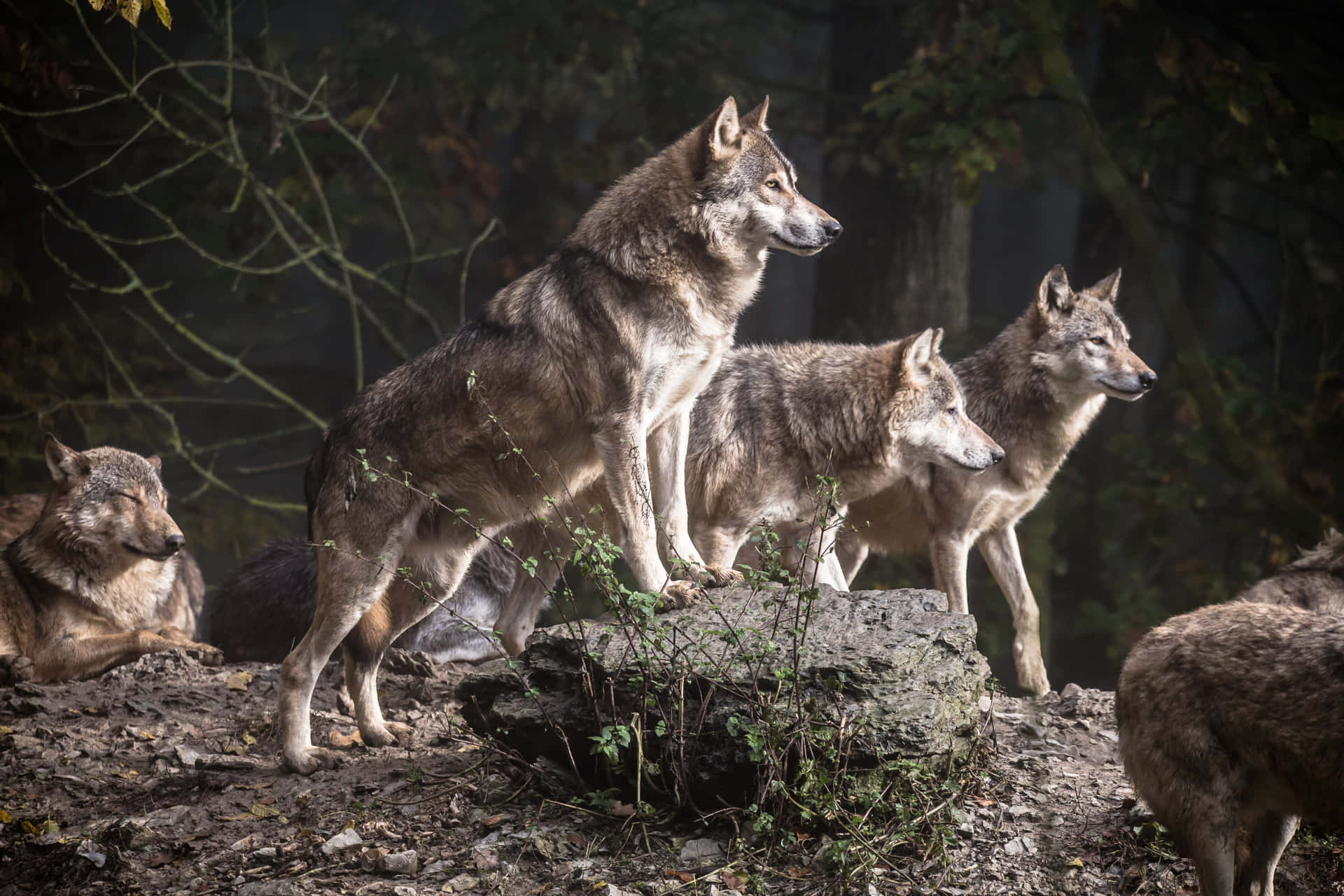 Cute Wolves Looking At Something Background