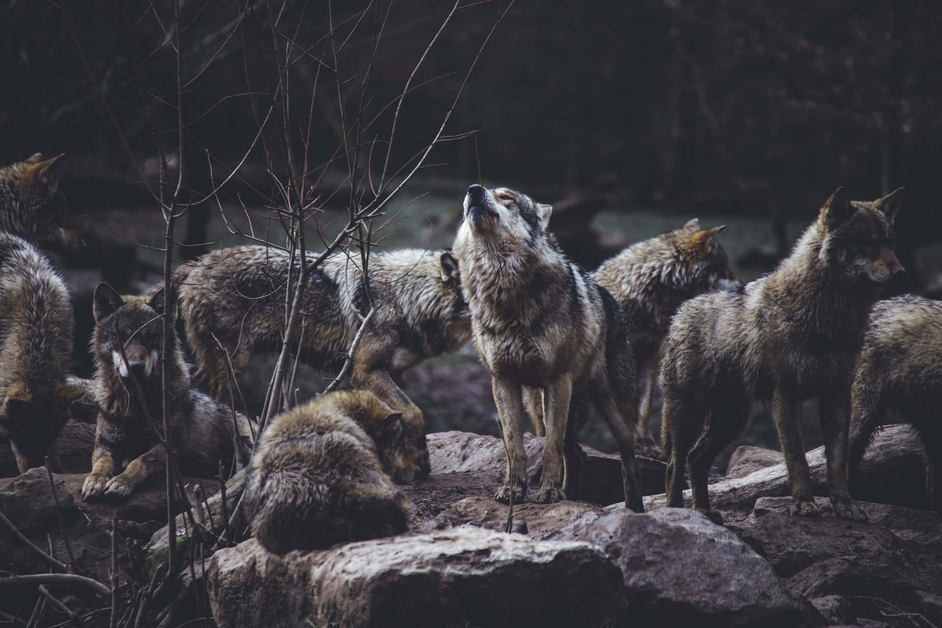 Cute Wolves Looking Up Background