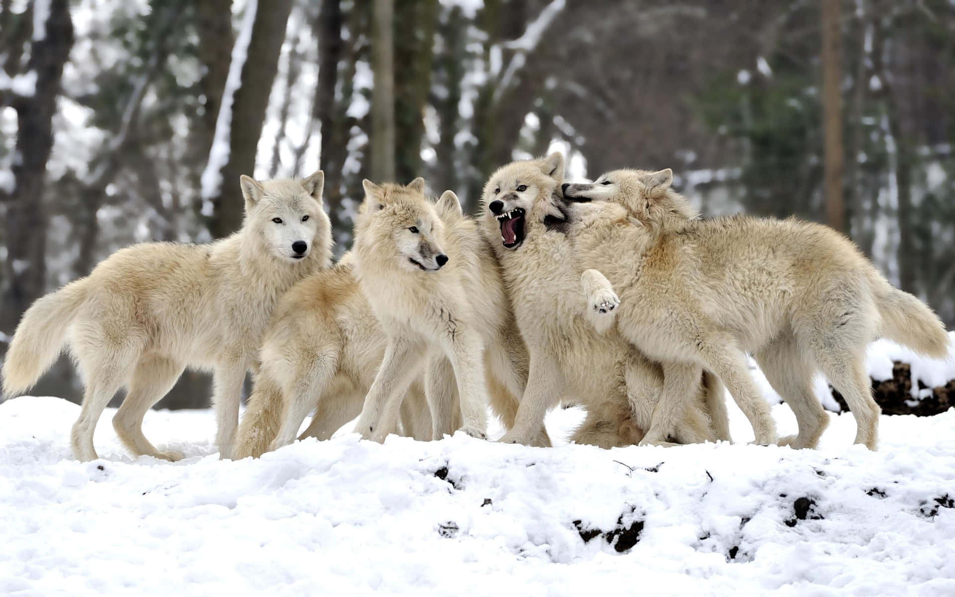 Cute Wolves Pack Together Background