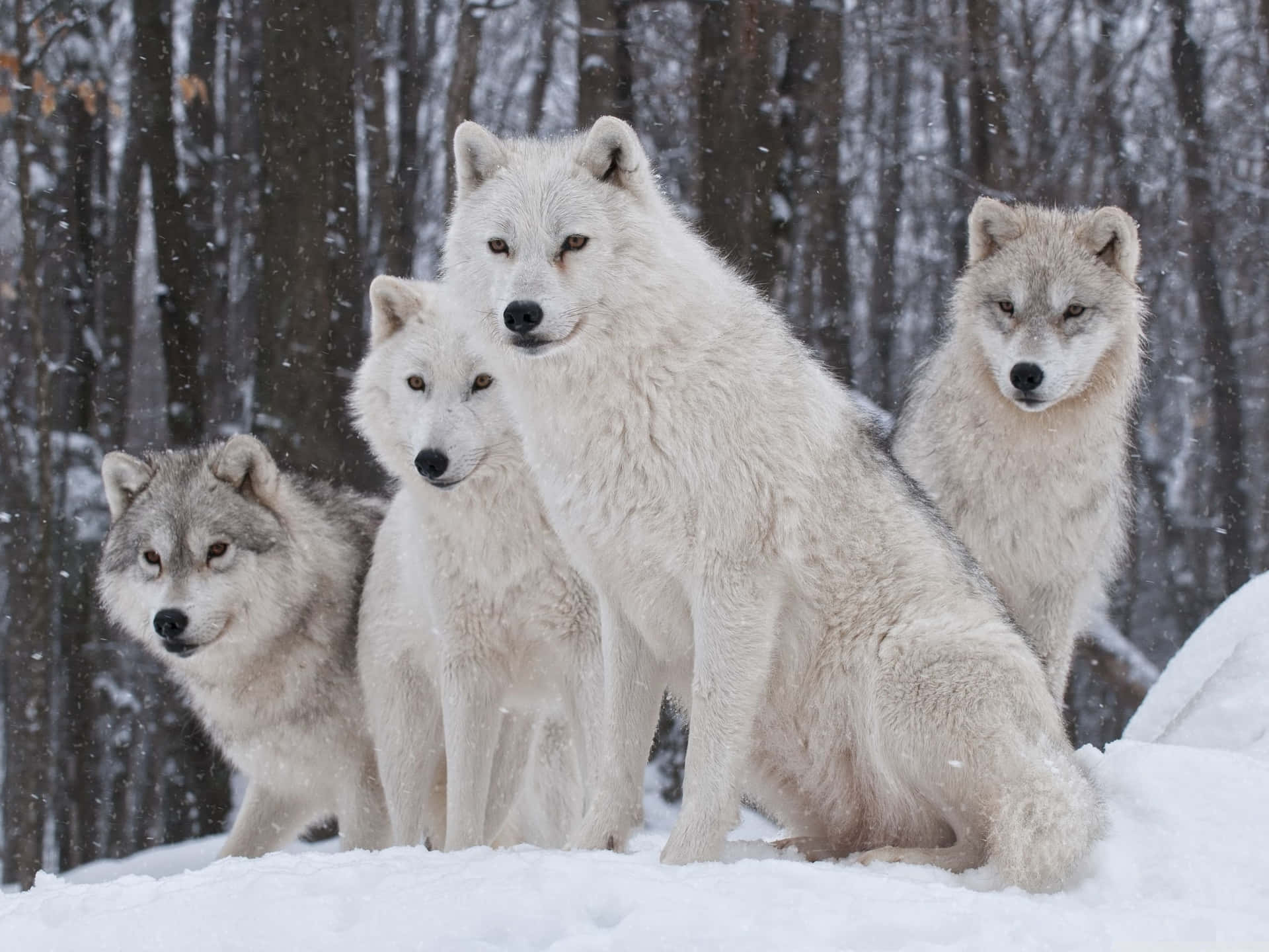 Cute Wolves Standing On Snow Background