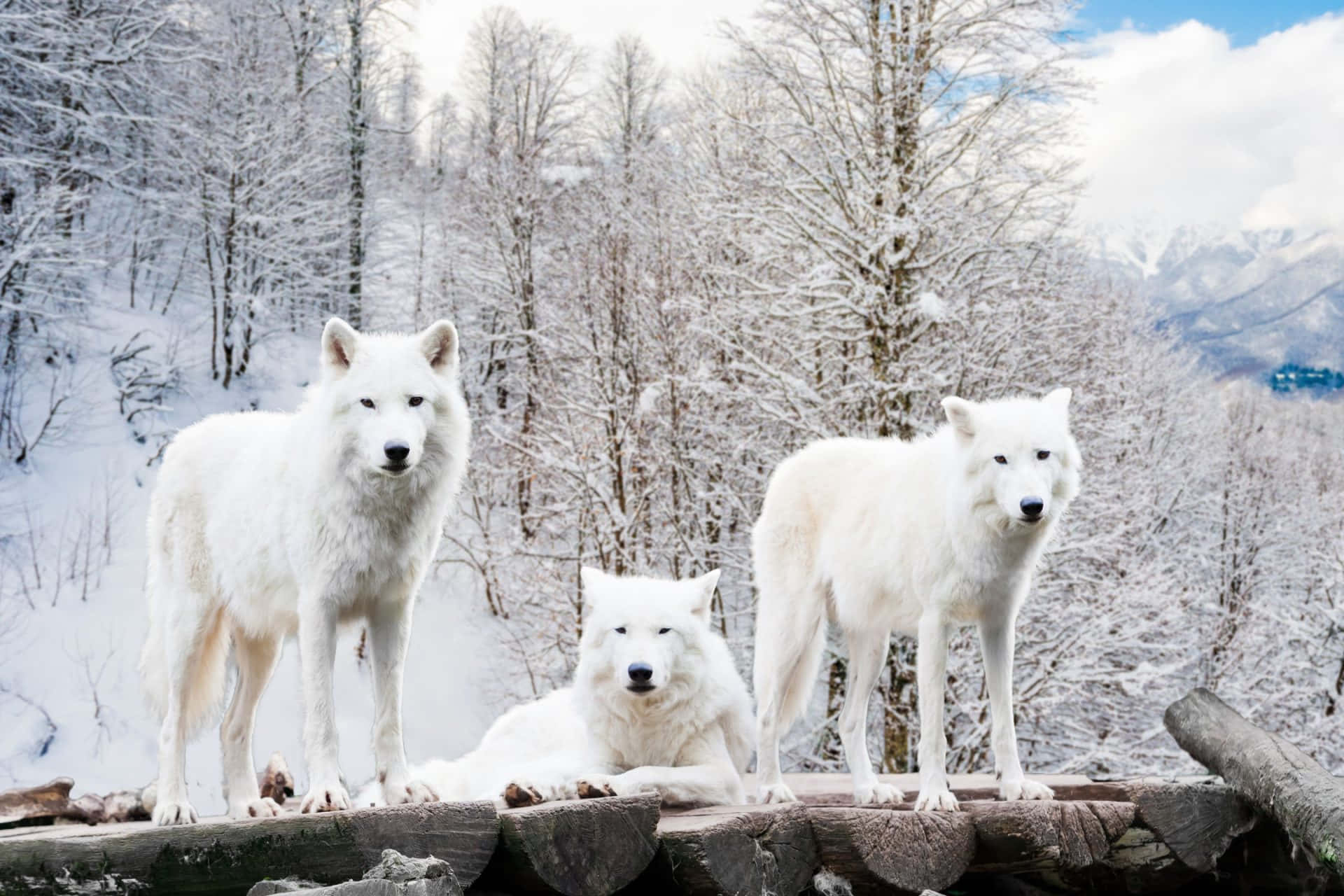 Cute Wolves White Aesthetic Background