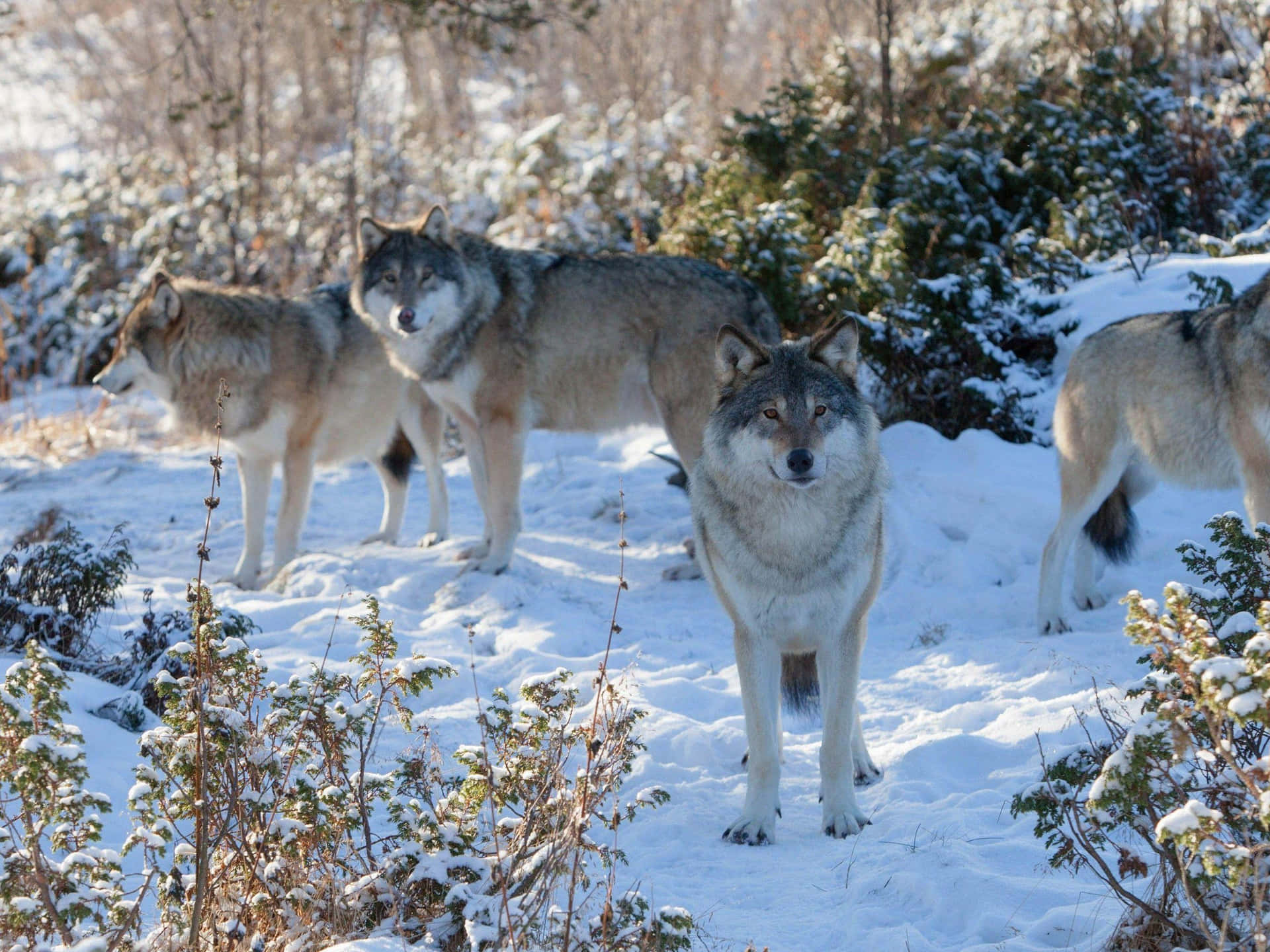 Cute Wolves With Flowers Background