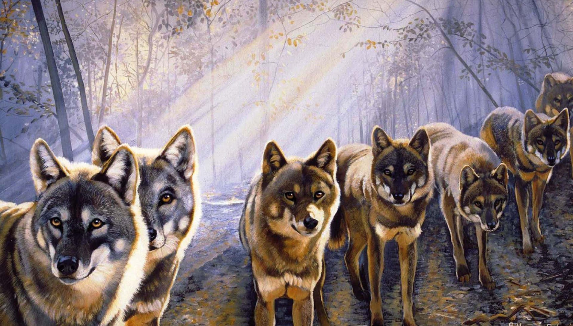 Cute Wolves With Sunlight Background