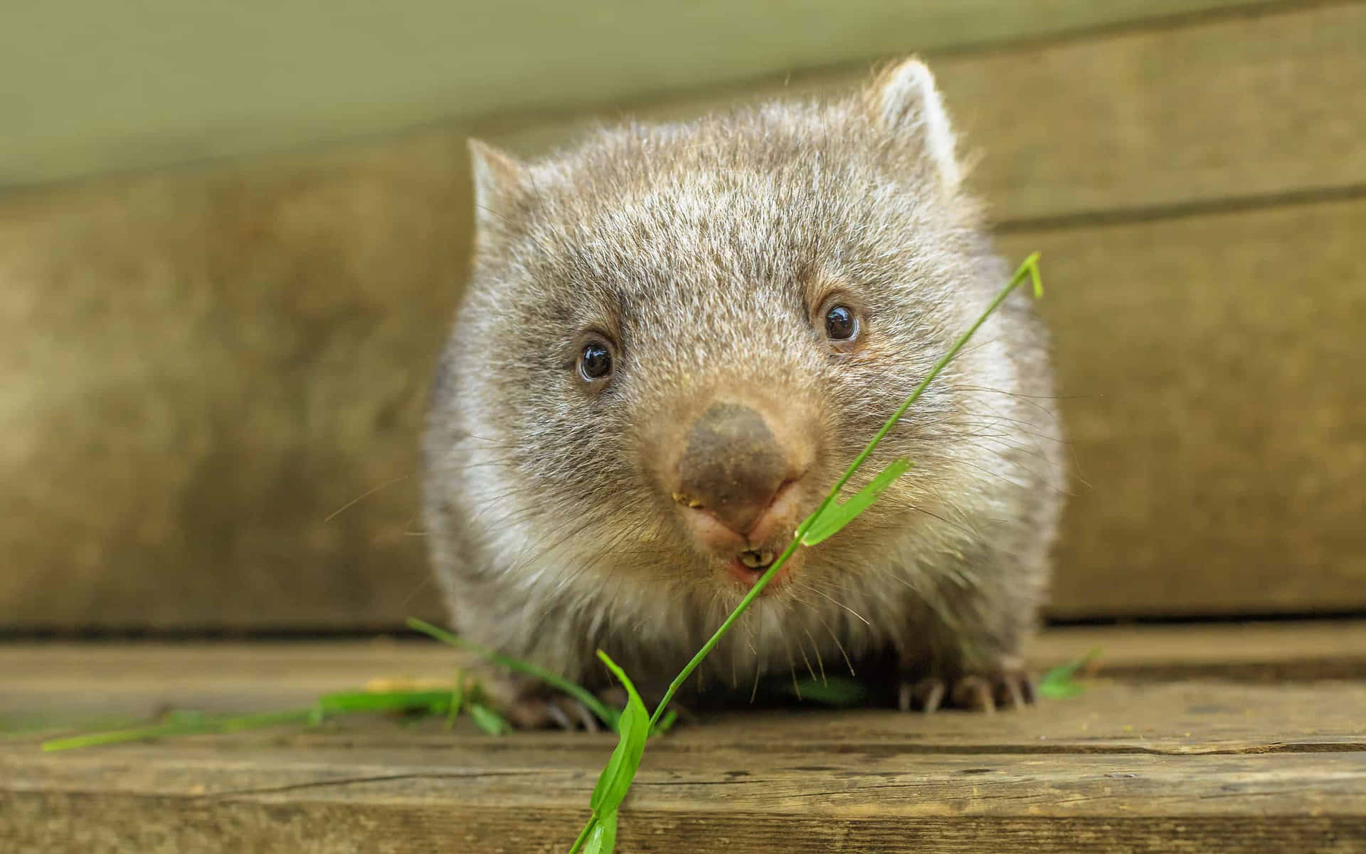 Cute Wombat Eating Grass.jpg Background