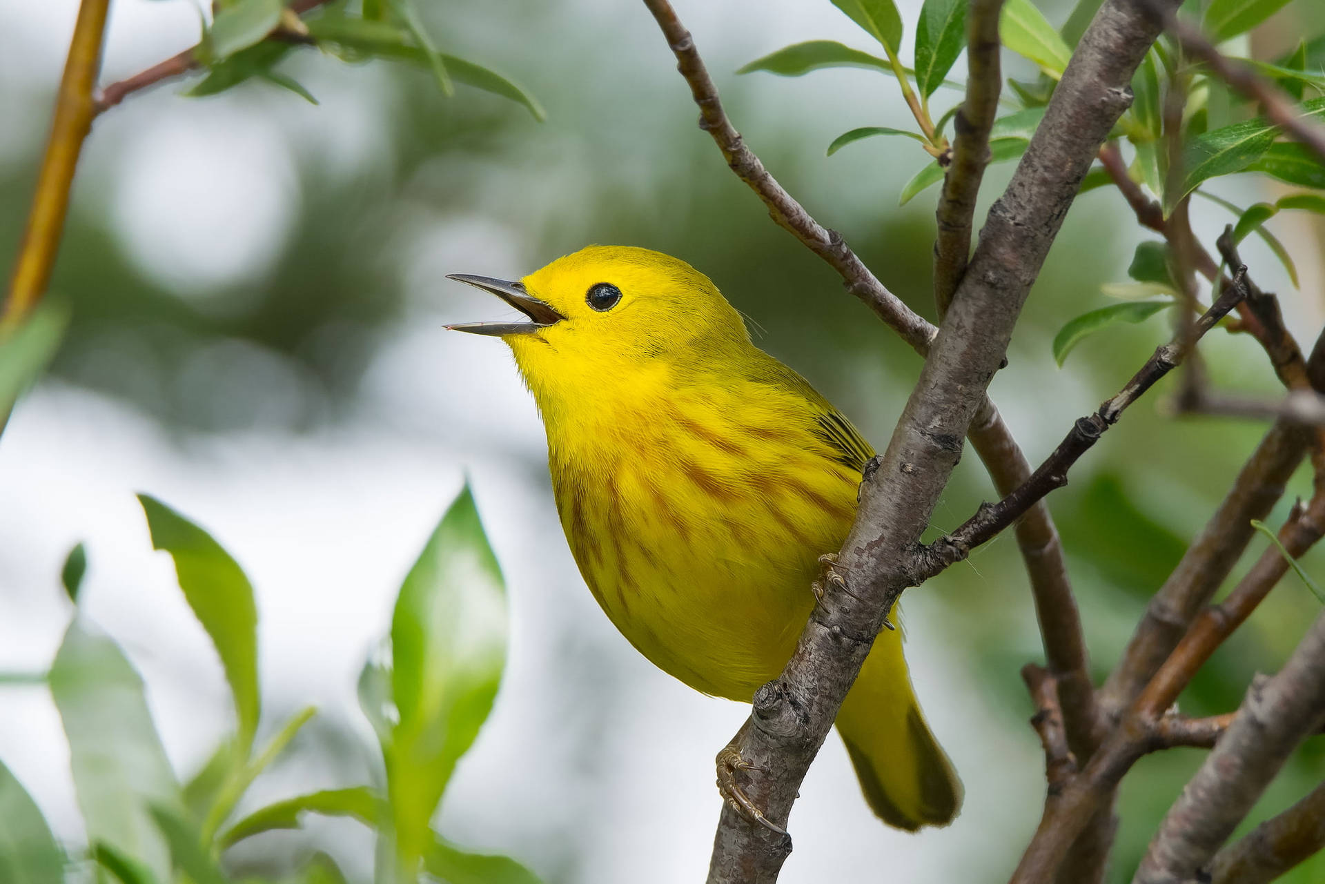 Cute Yellow Bird Background