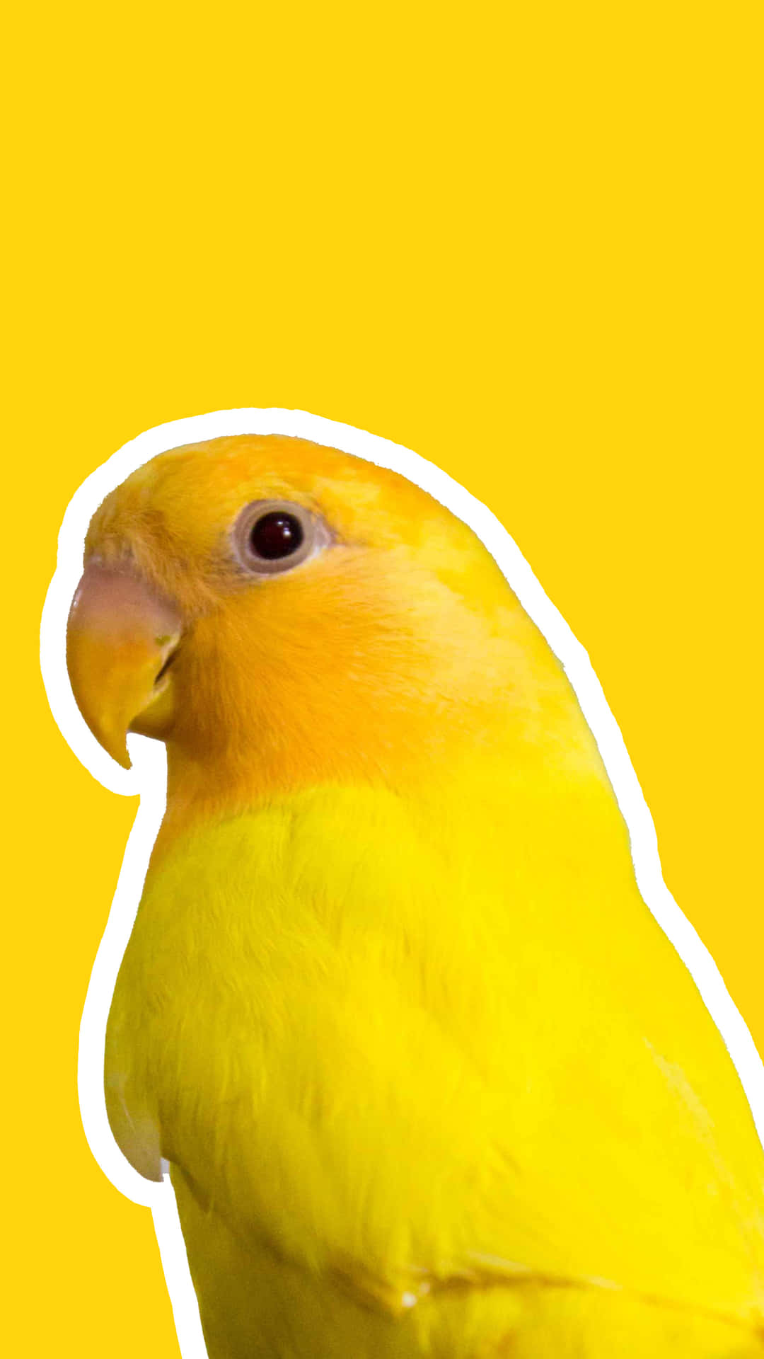 Cute Yellow Parrot Background