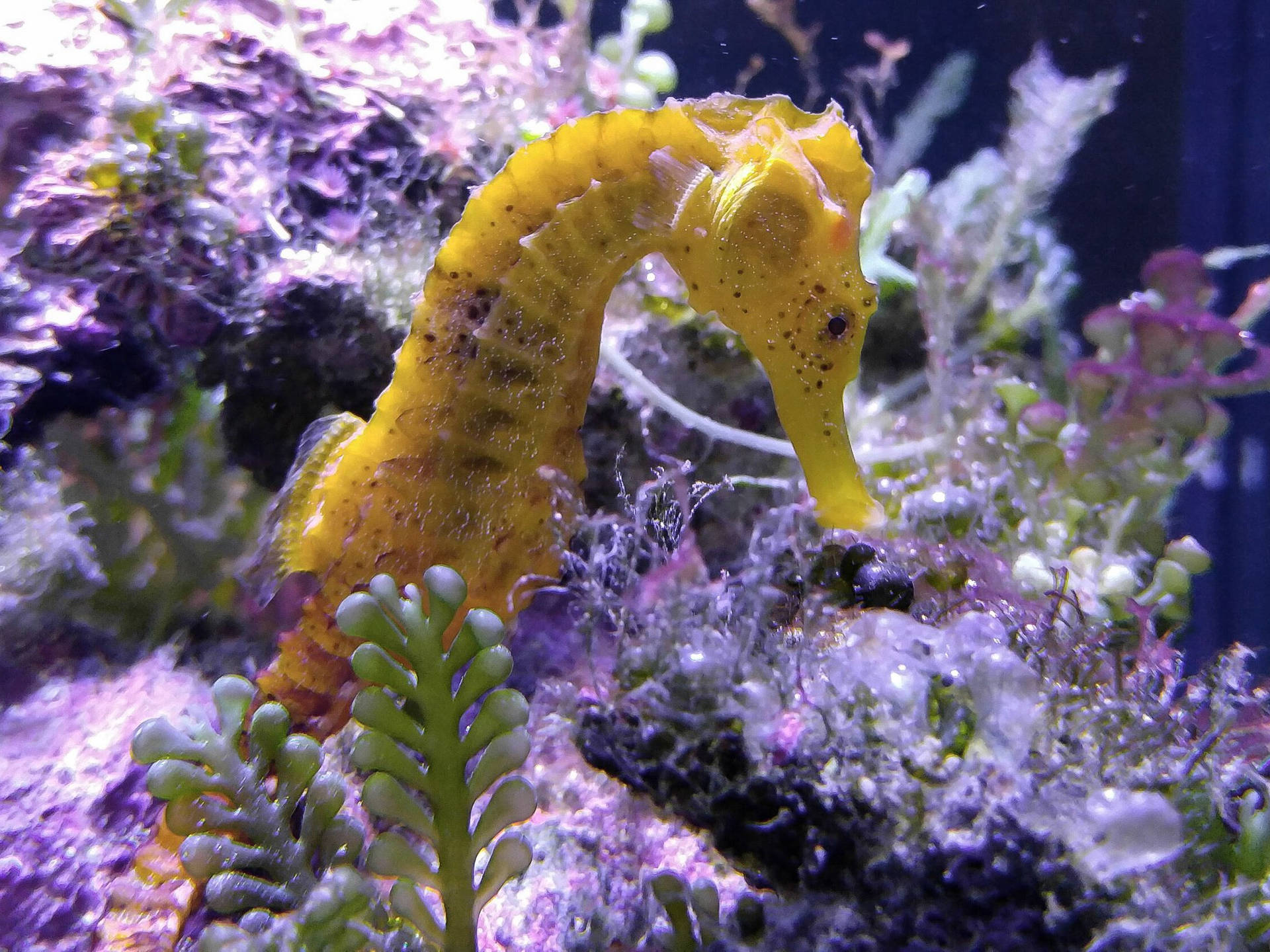 Cute Yellow Seahorse Background