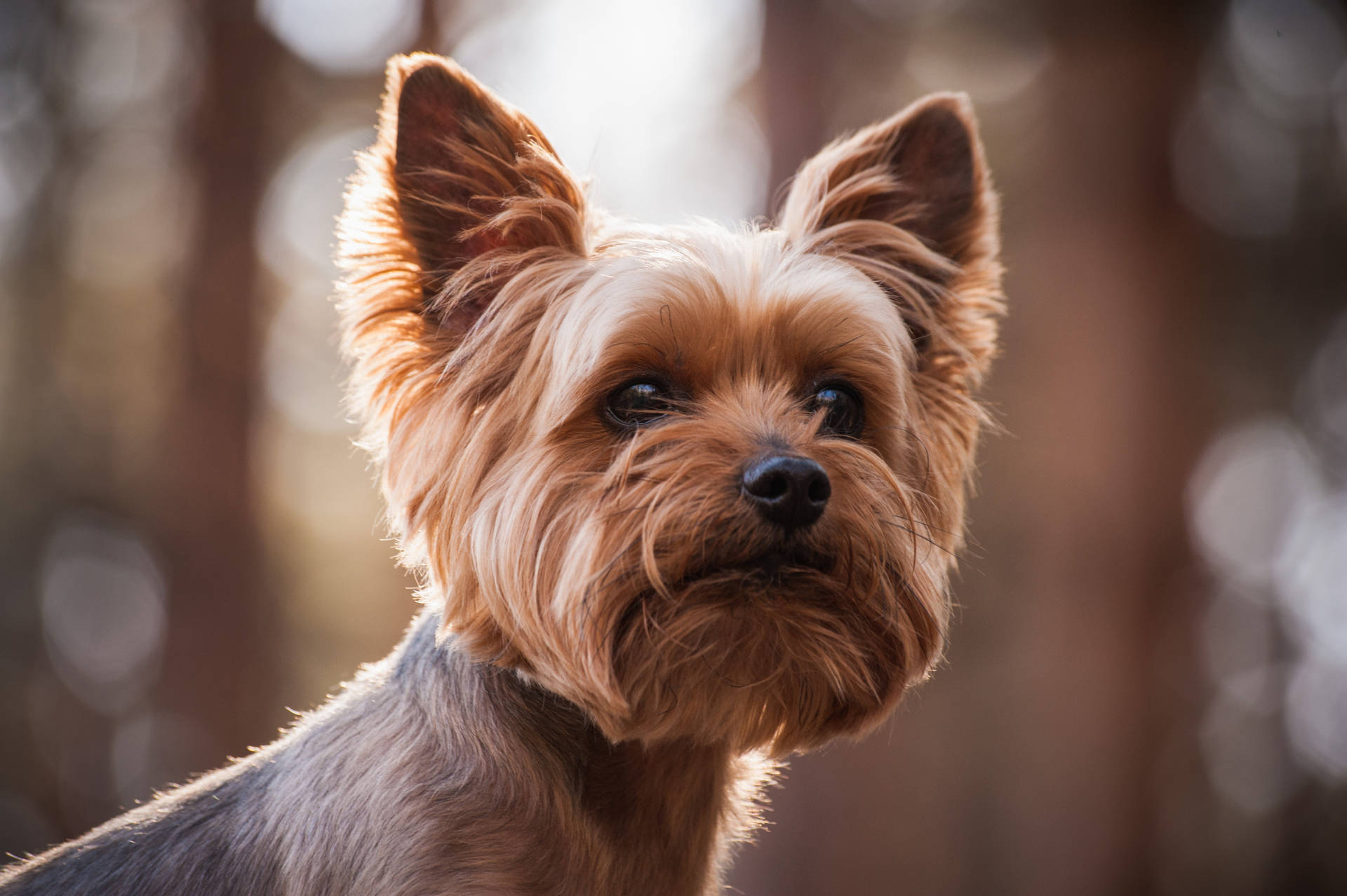 Cute Yorkshire Terrier Photography Background