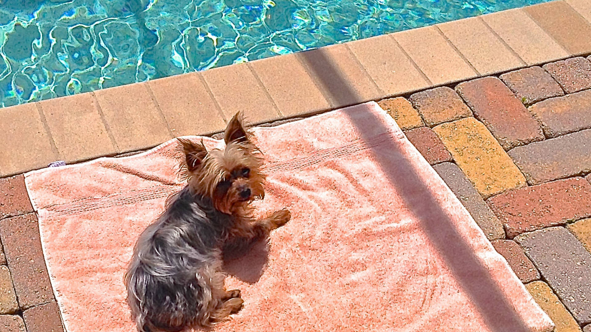 Cute Yorkshire Terrier Pool Sunbathing Background