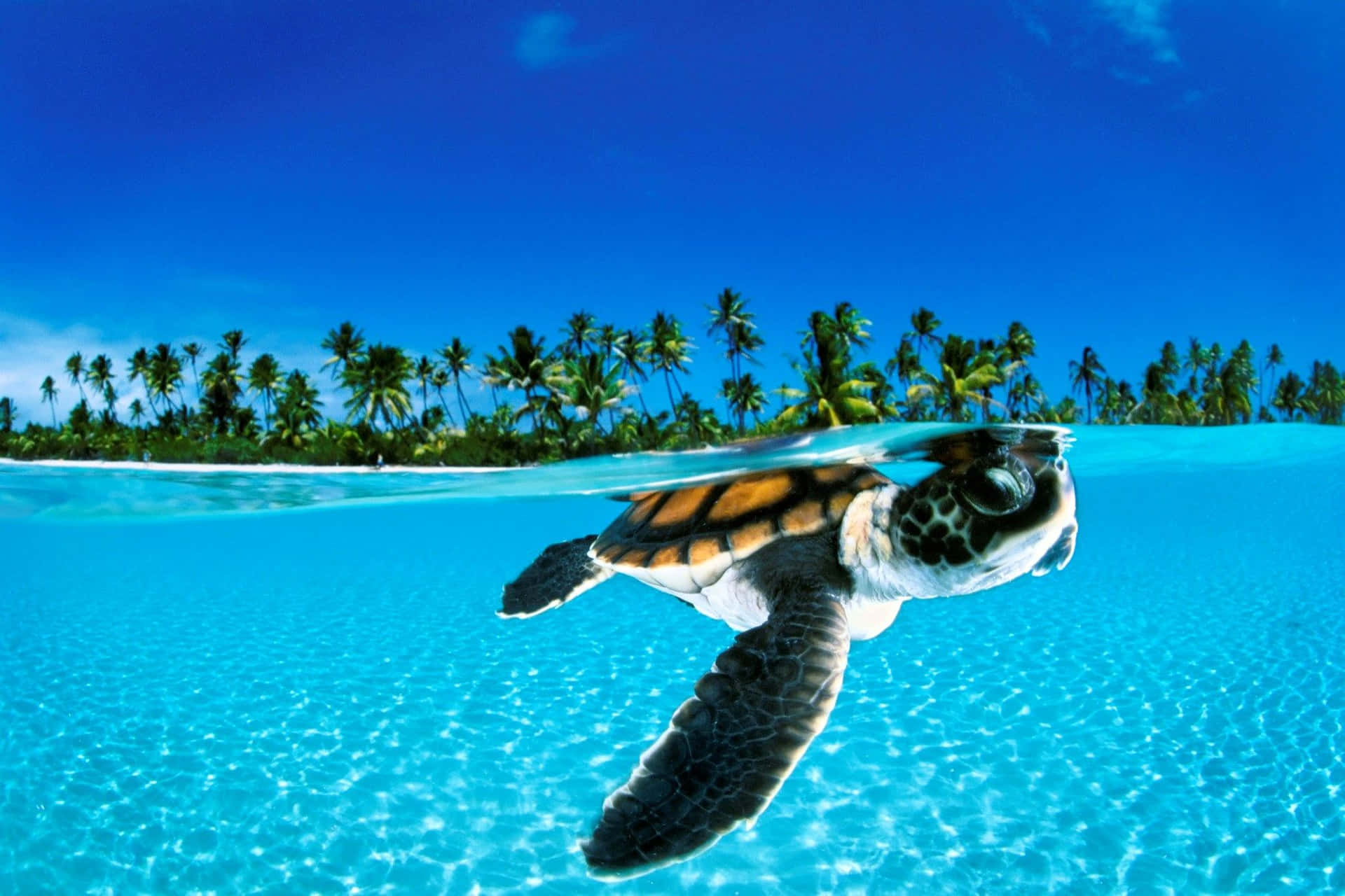Cuteness Overload: A Baby Turtle Climbing Across The Beach Background