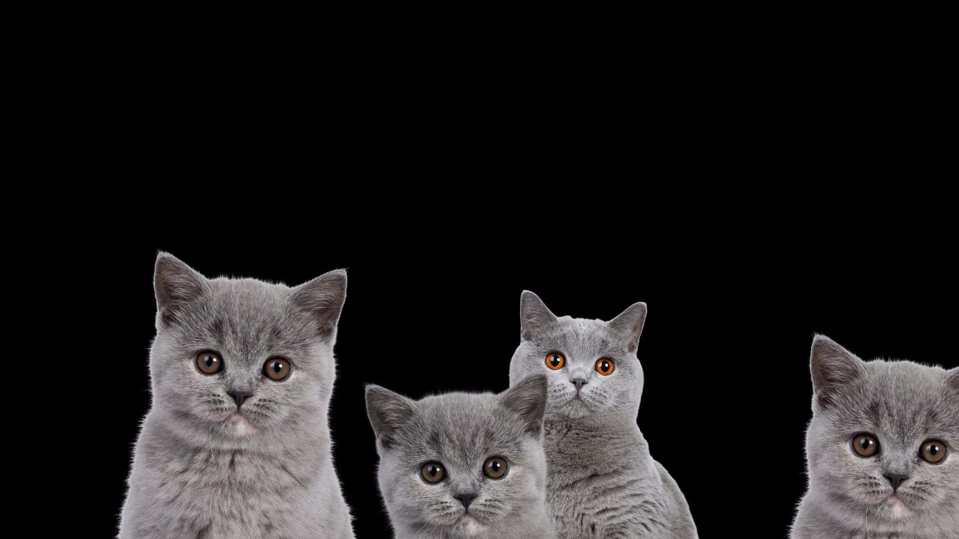 Cuter Than Ever, Darker Than Before Background