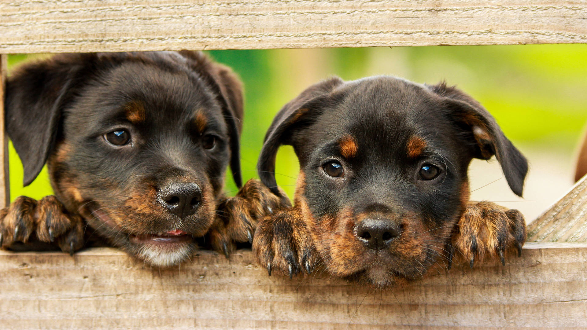 Cutesy Rottweiler Puppies Background