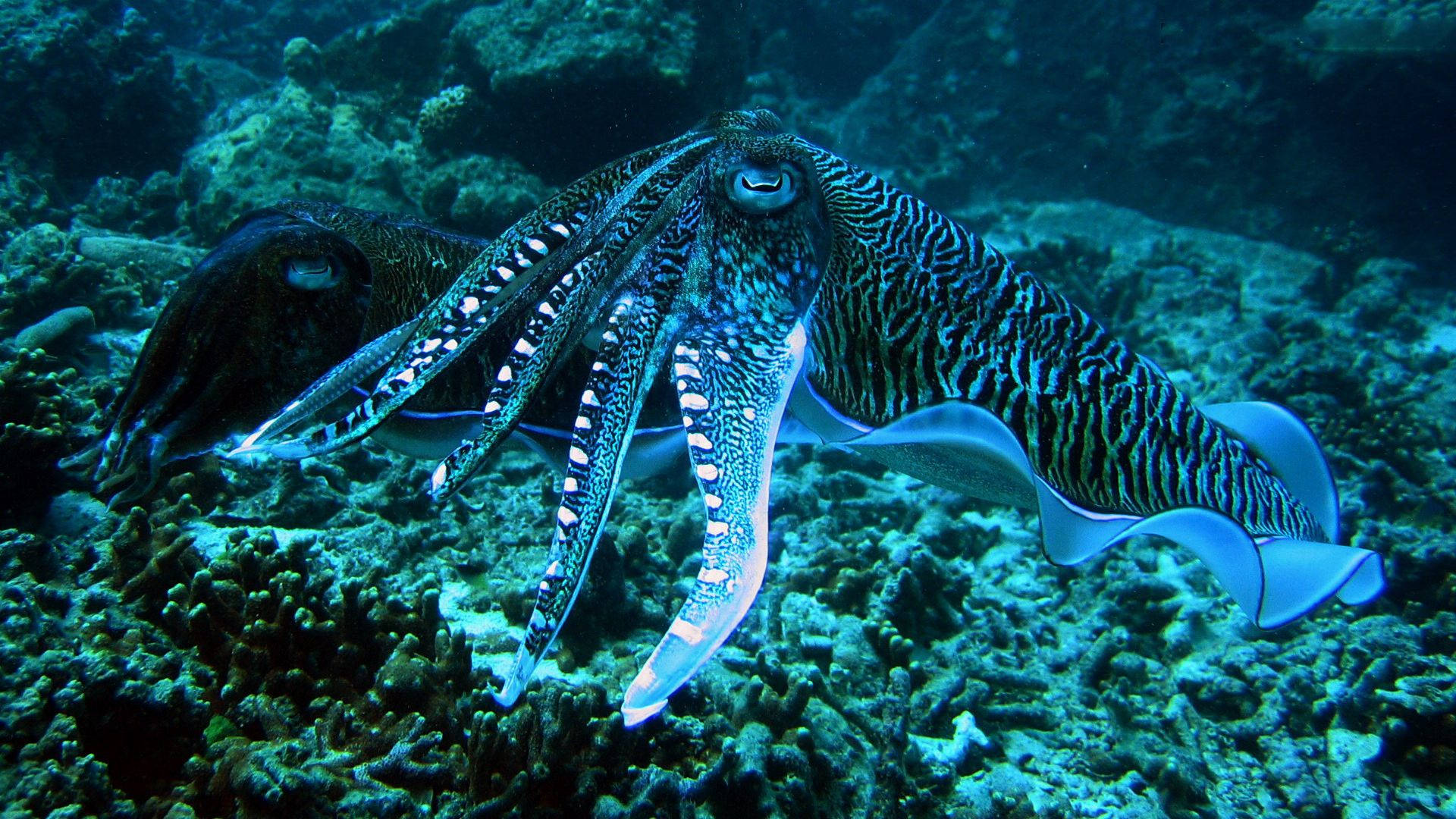 Cuttlefish Deep Under The Ocean