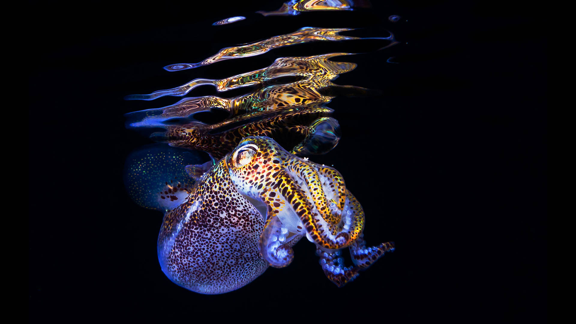 Cuttlefish Majestically Gliding Underneath The Ocean Surface