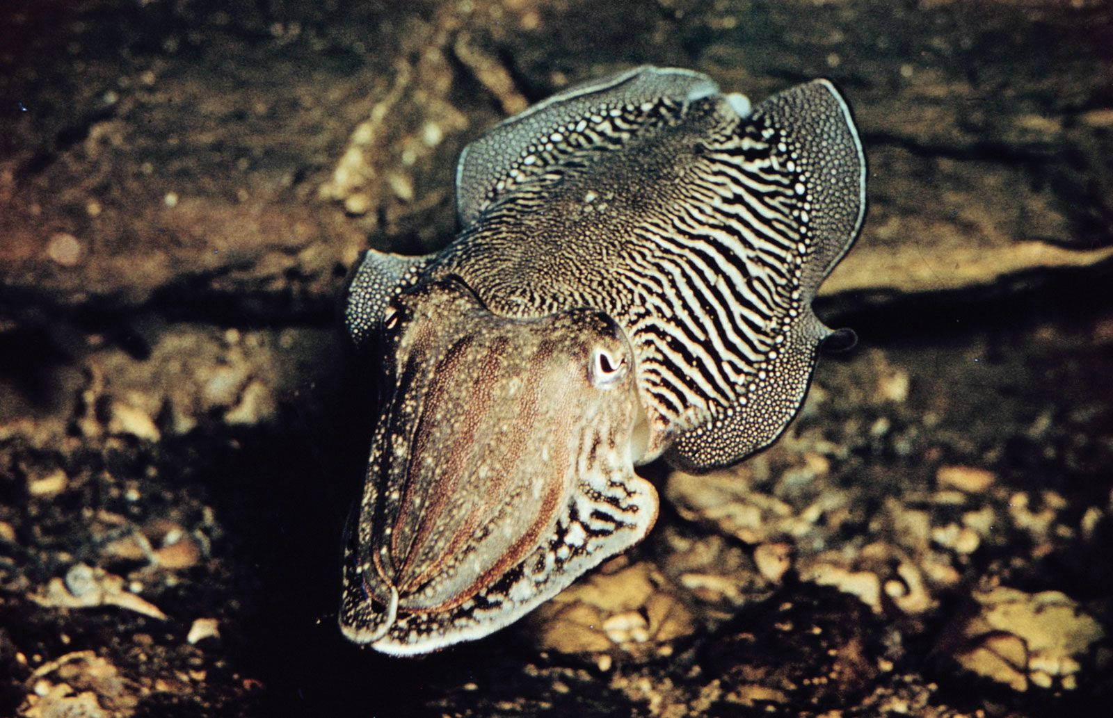 Cuttlefish On Rocky Parts Of The Sea