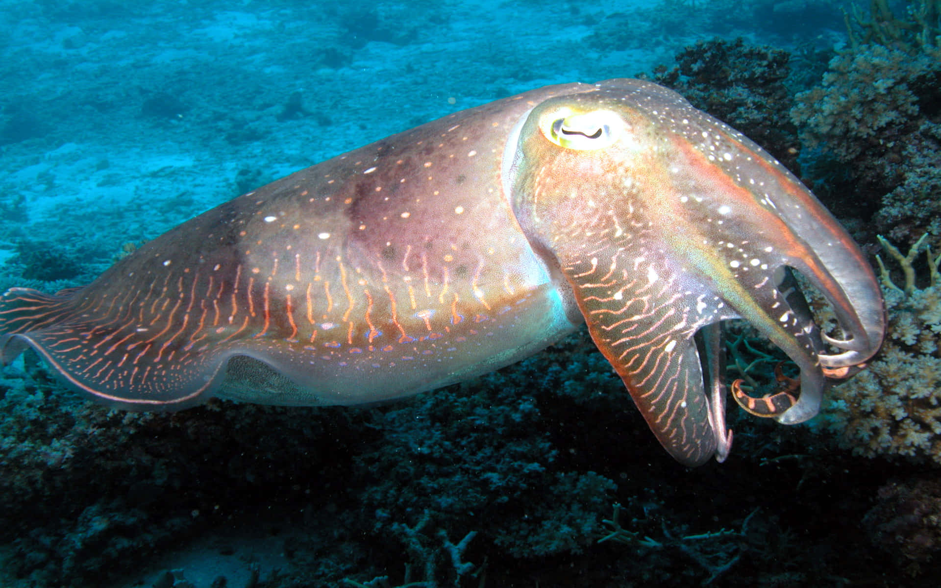 Cuttlefishin Great Barrier Reef Background