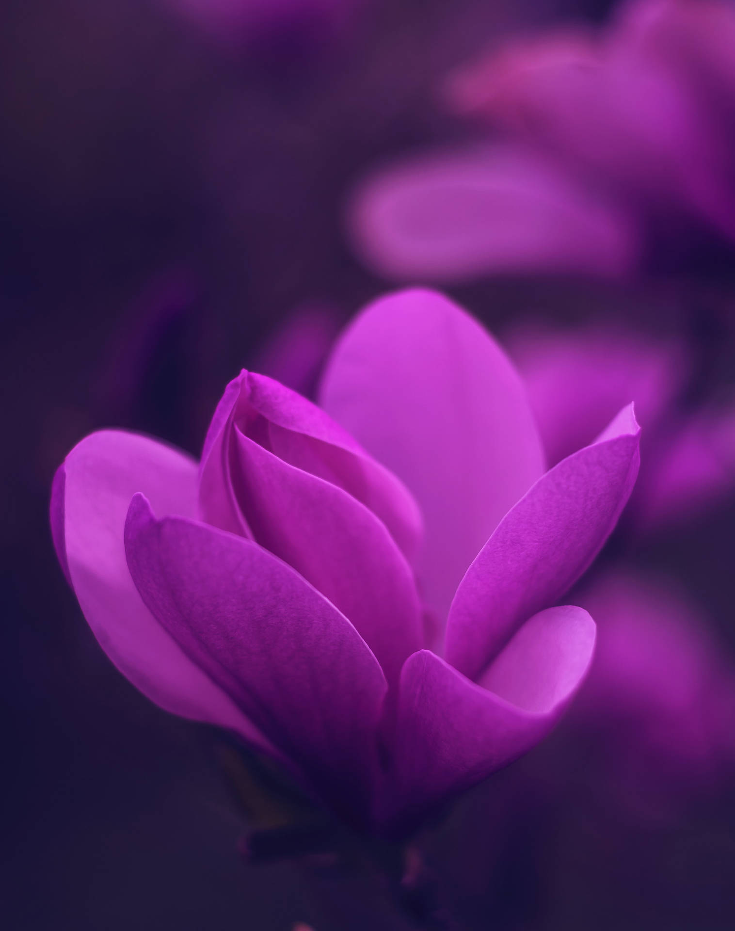 Cyclamen Persicum Flower Android Background