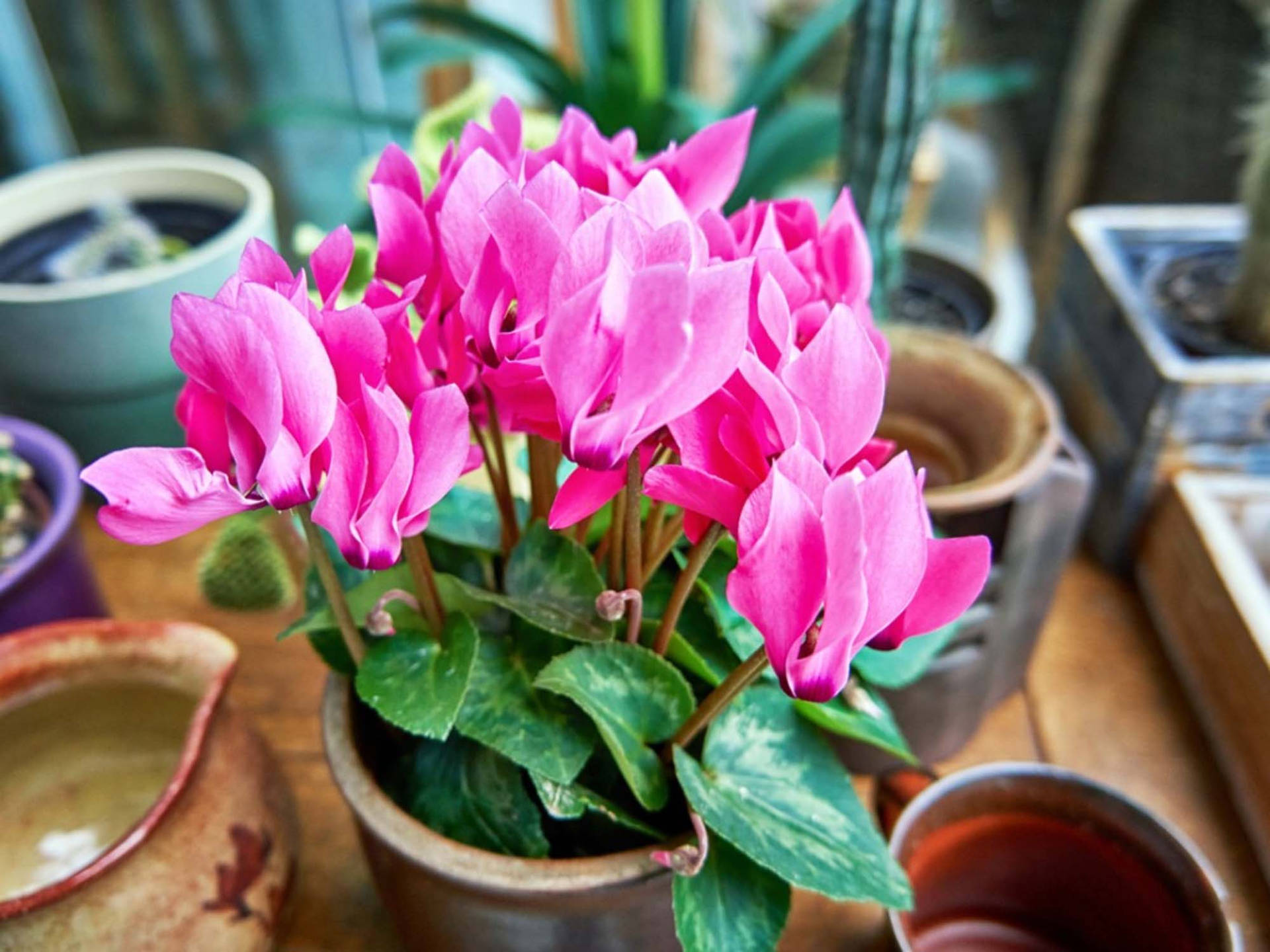 Cyclamen Tuber Flowers Background