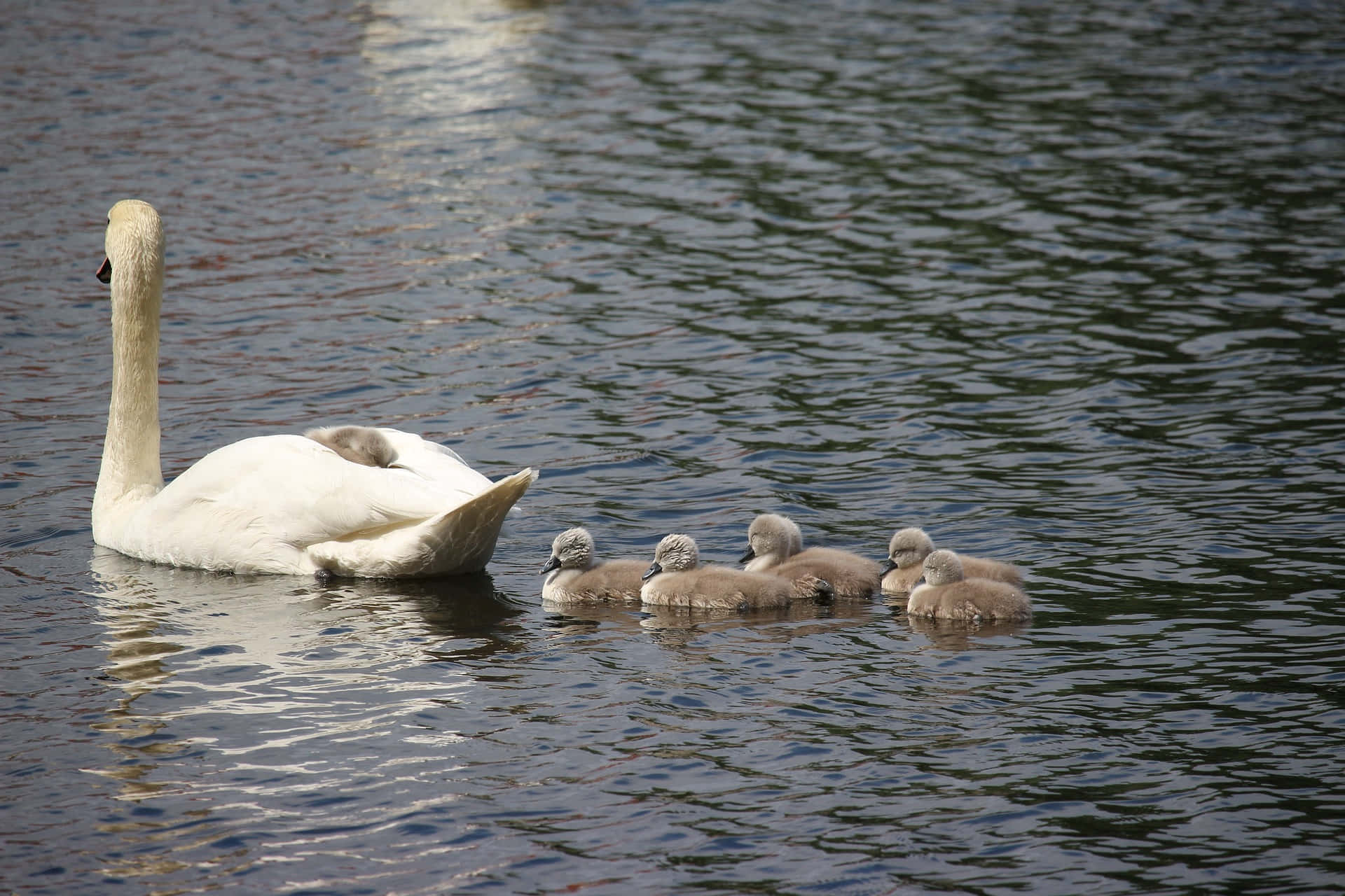 Cygnets Following Mother Bird