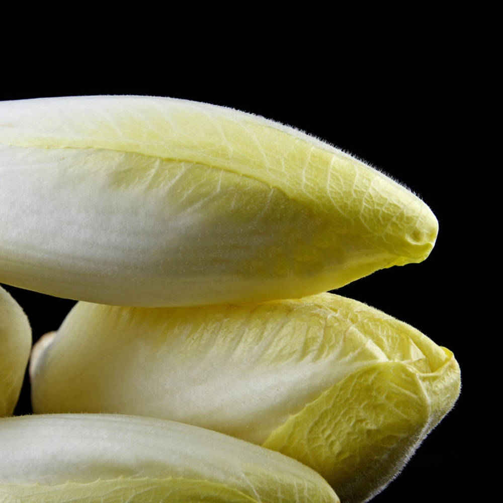 Cylinder Shaped Belgian Endive Vegetable Background