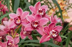 Cymbidium Boat Orchid Background