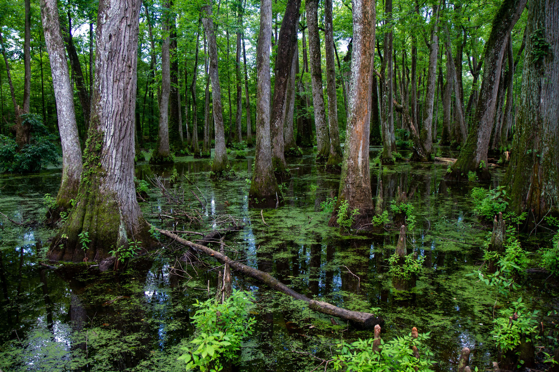 Cypress Swamp Mississippi Background