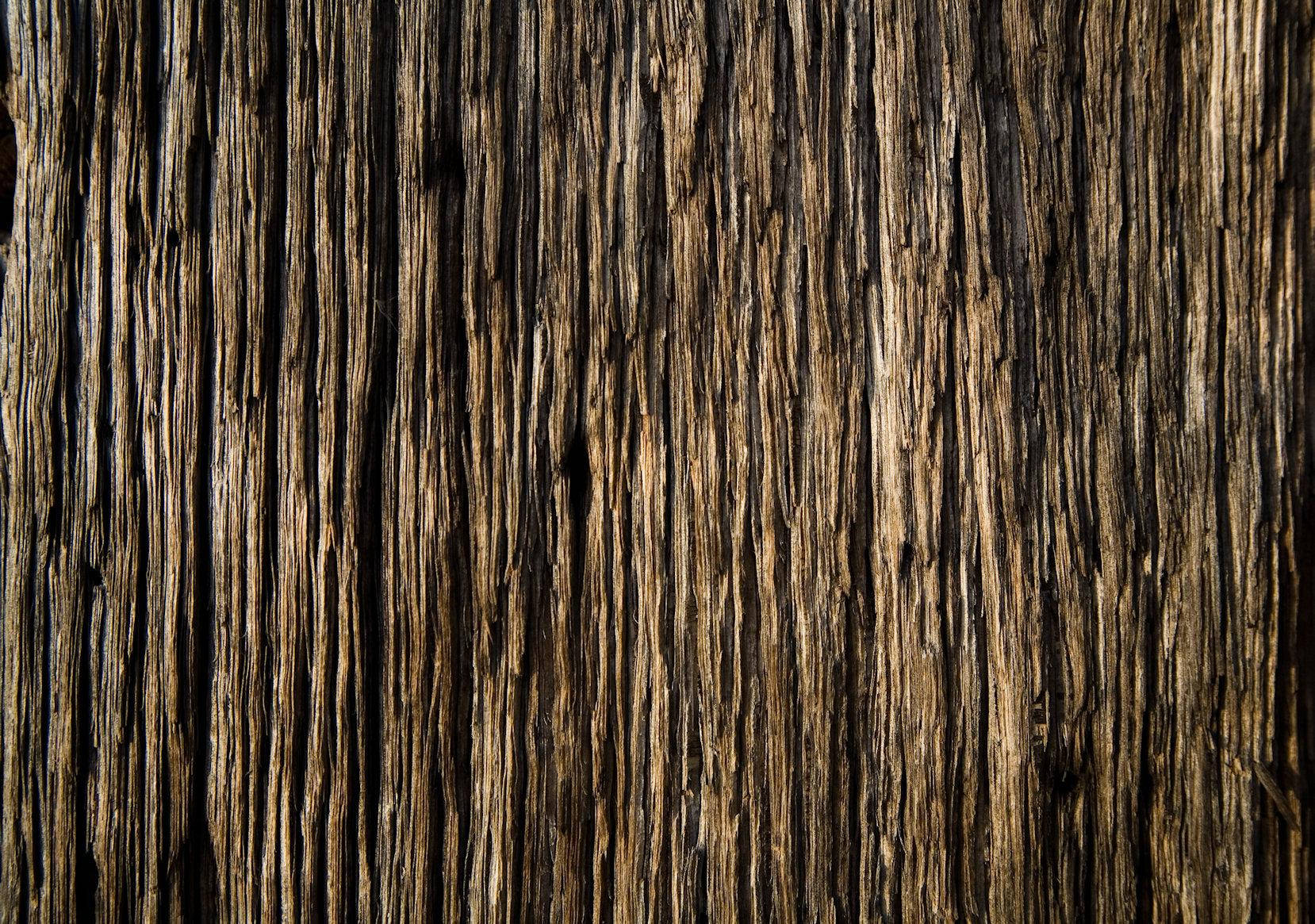 Cypress Wood Texture Background
