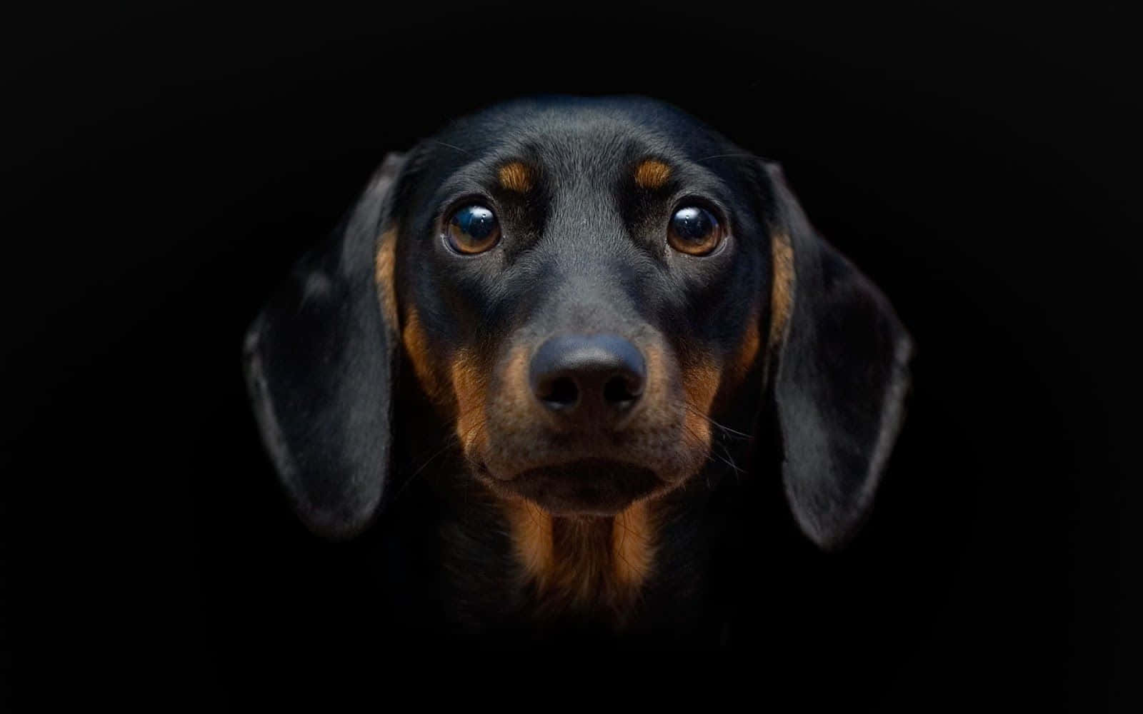 Dachshund Dog Black