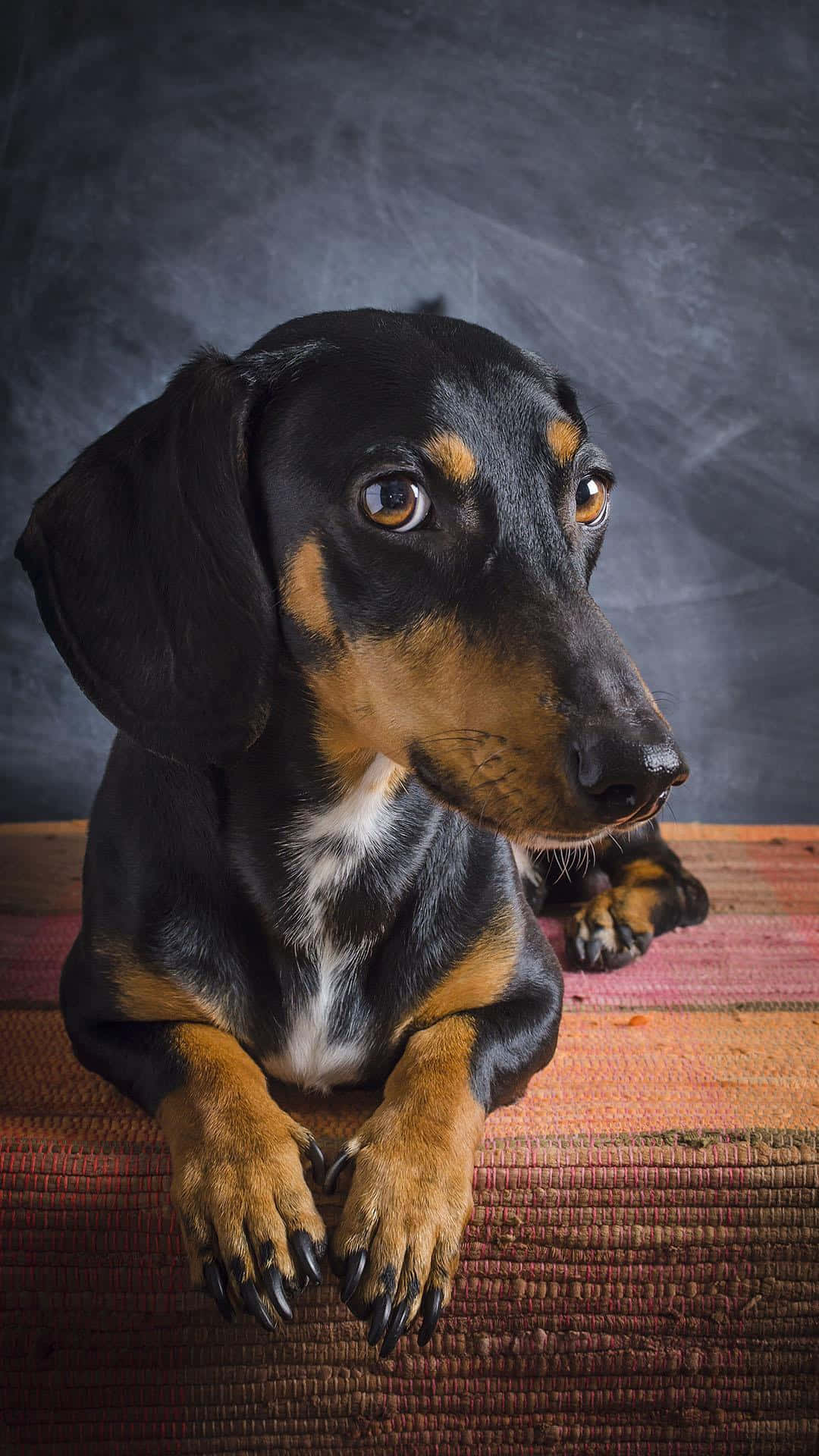 Dachshund Funny Face