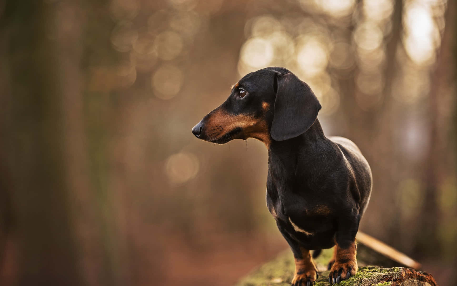 Dachshund In Forest