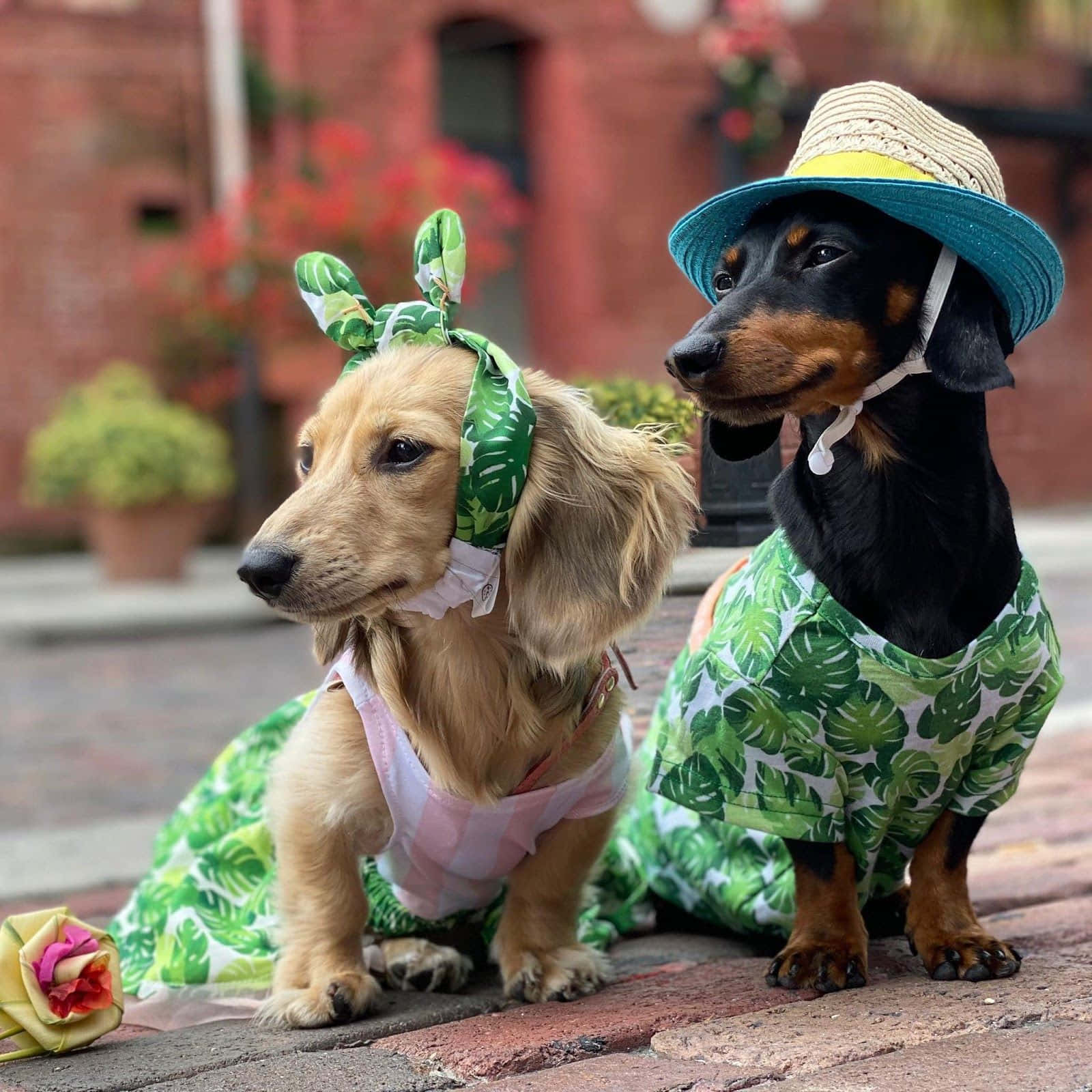 Dachshund In Tropical Attire Background