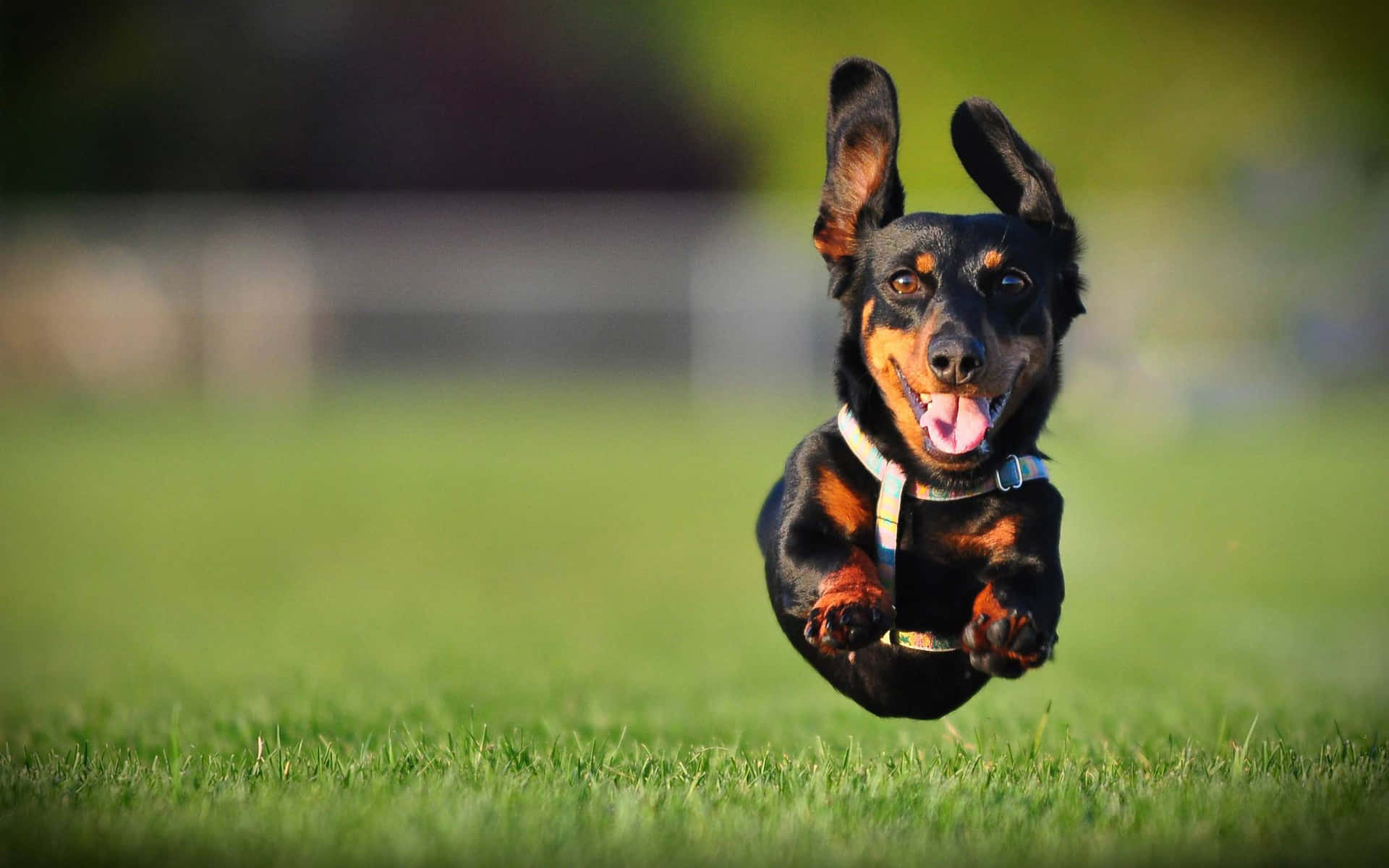 Dachshund Jumping Background