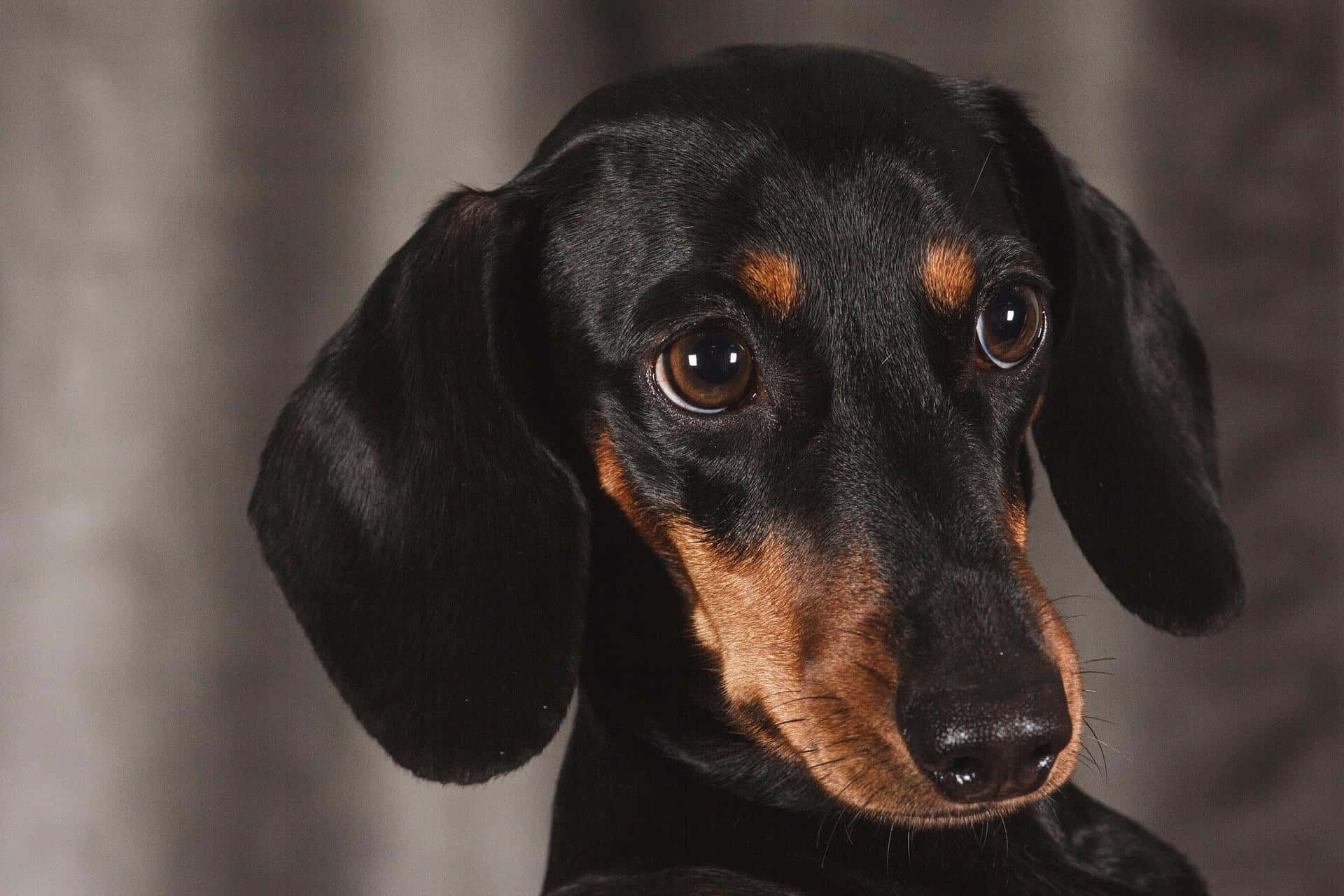 Dachshund Looking At Camera Background