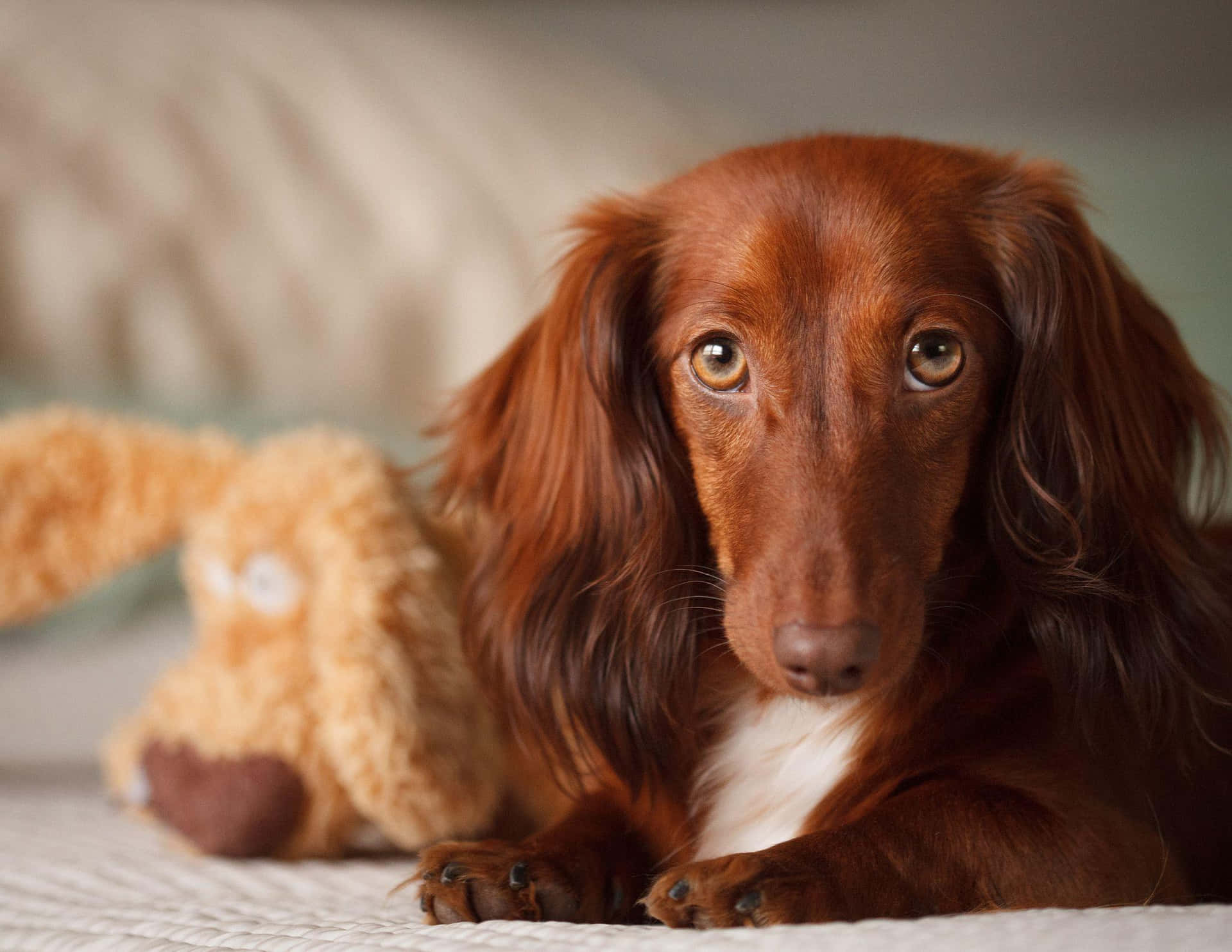 Dachshund Lying In Bed