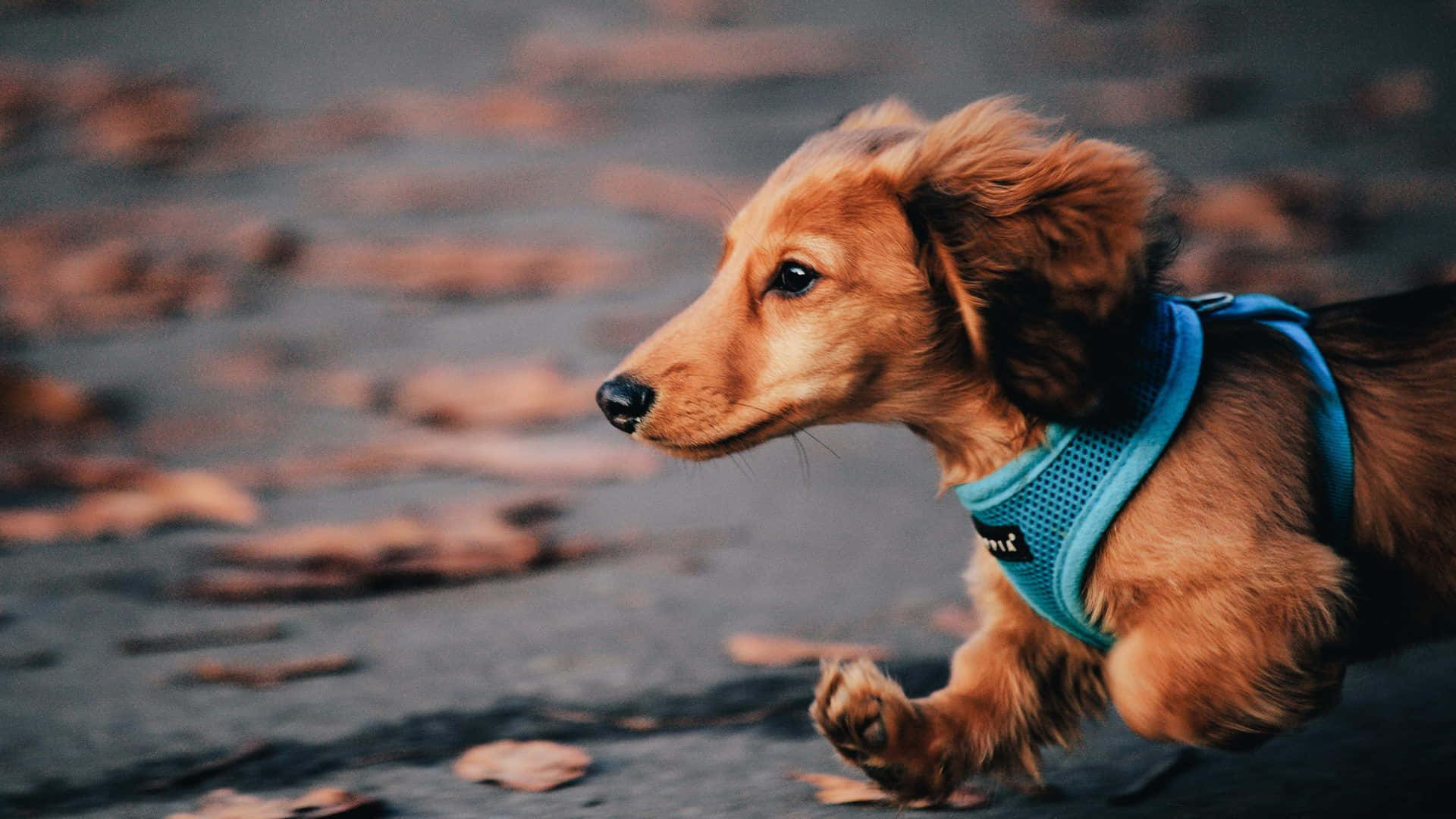 Dachshund Running On Streets Background