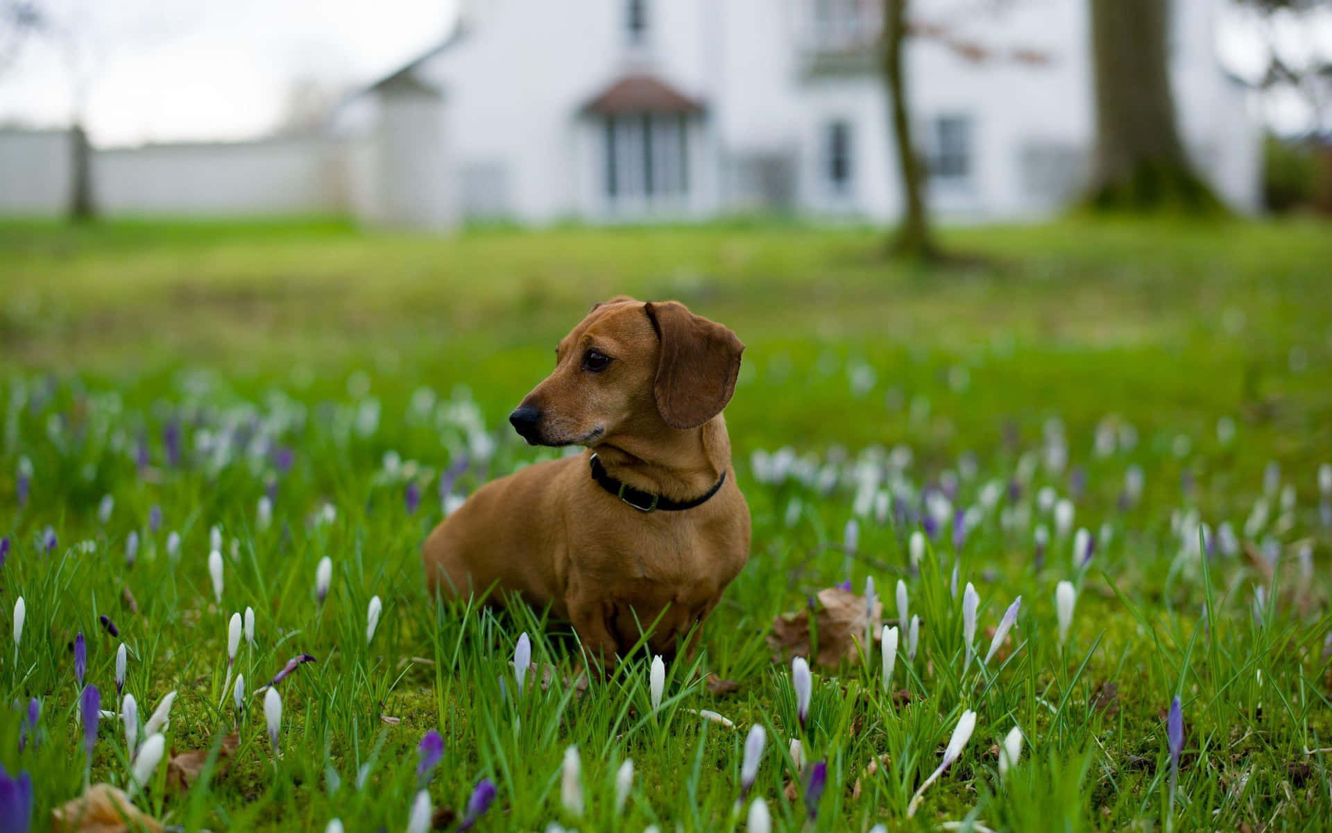 Dachshund Sitting On Grass