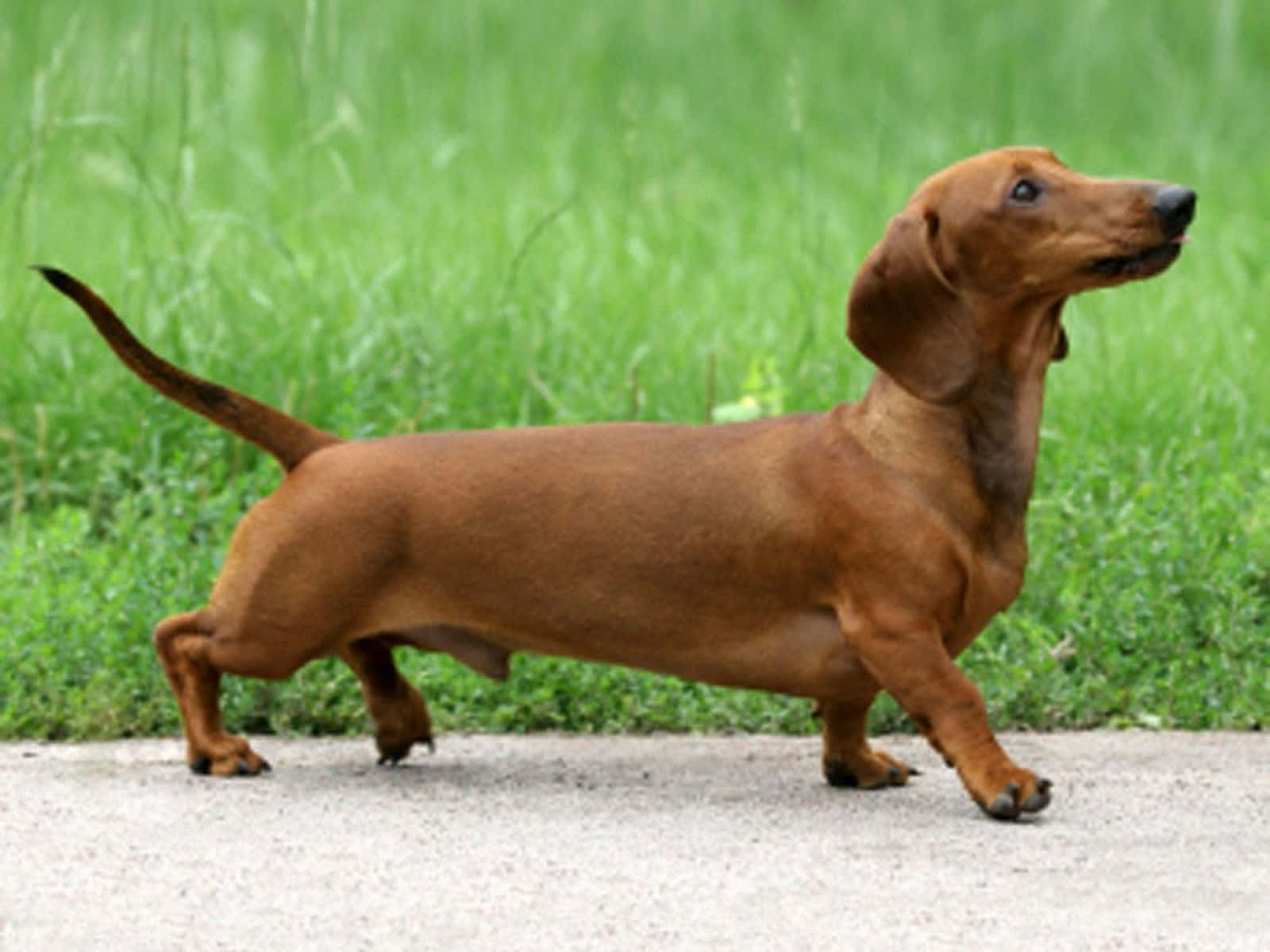 Dachshund Walking Background