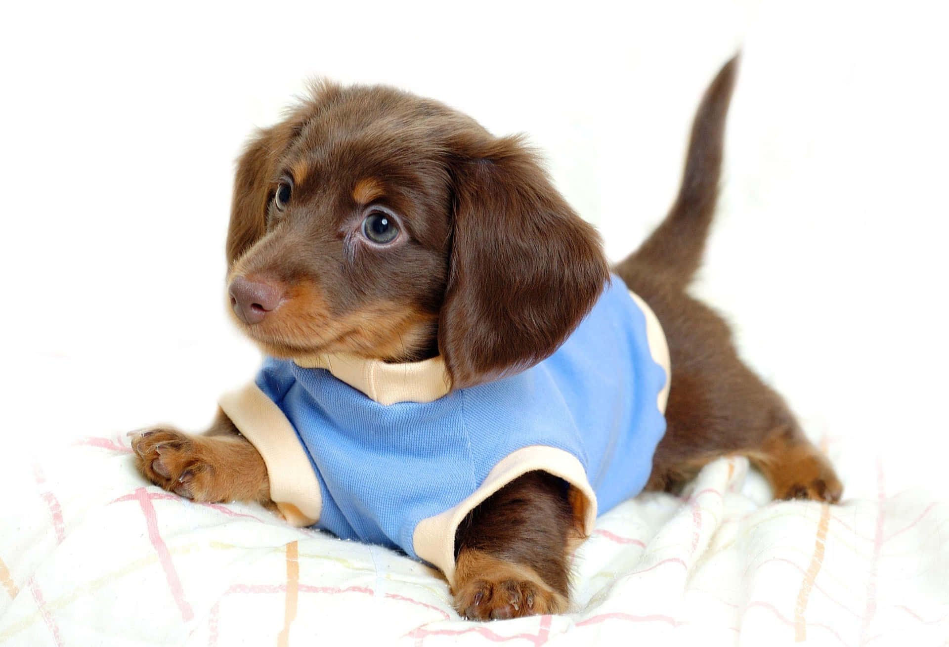 Dachshund Wearing Blue Clothing Background