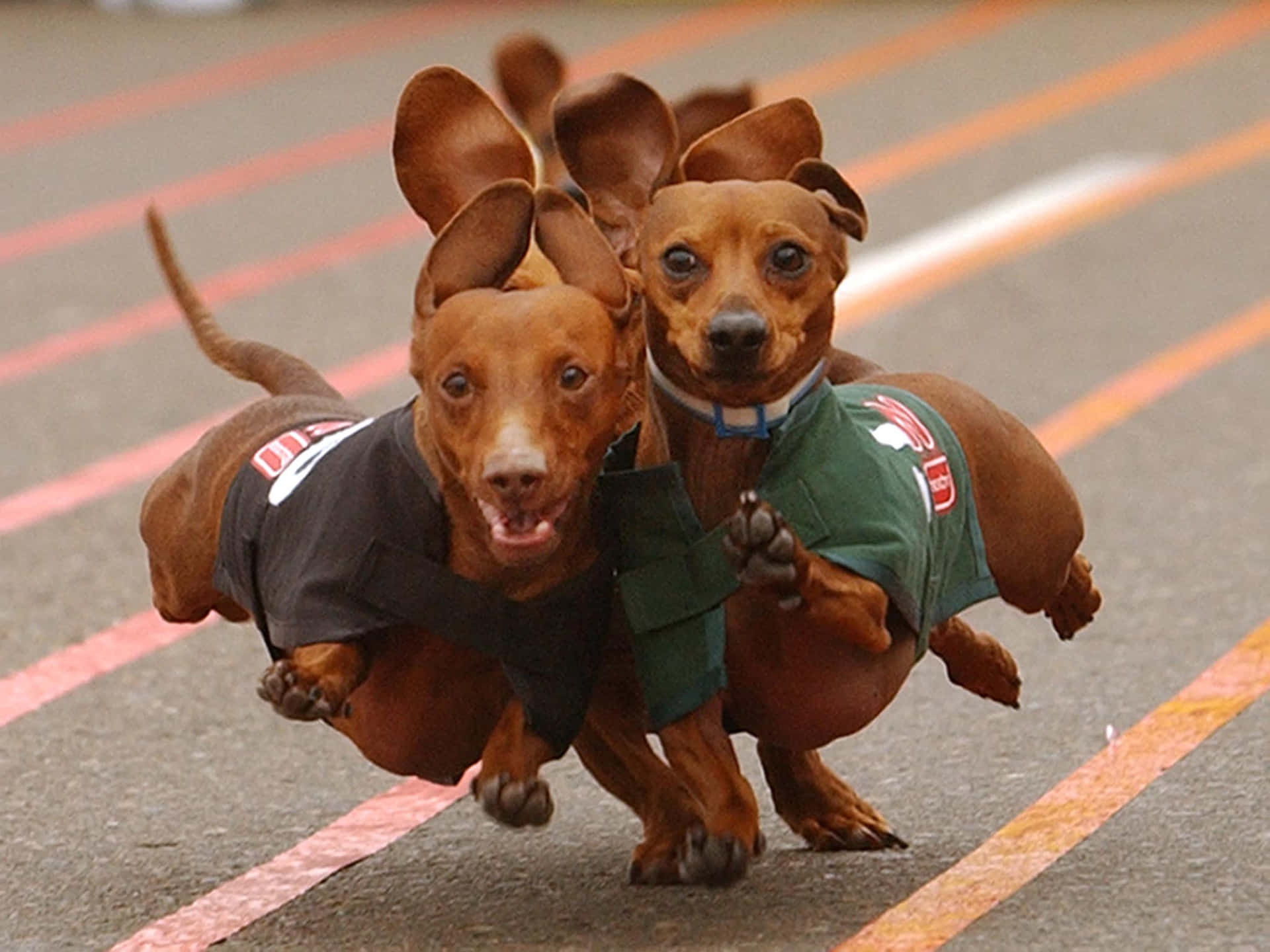 Dachshunds In Race Background