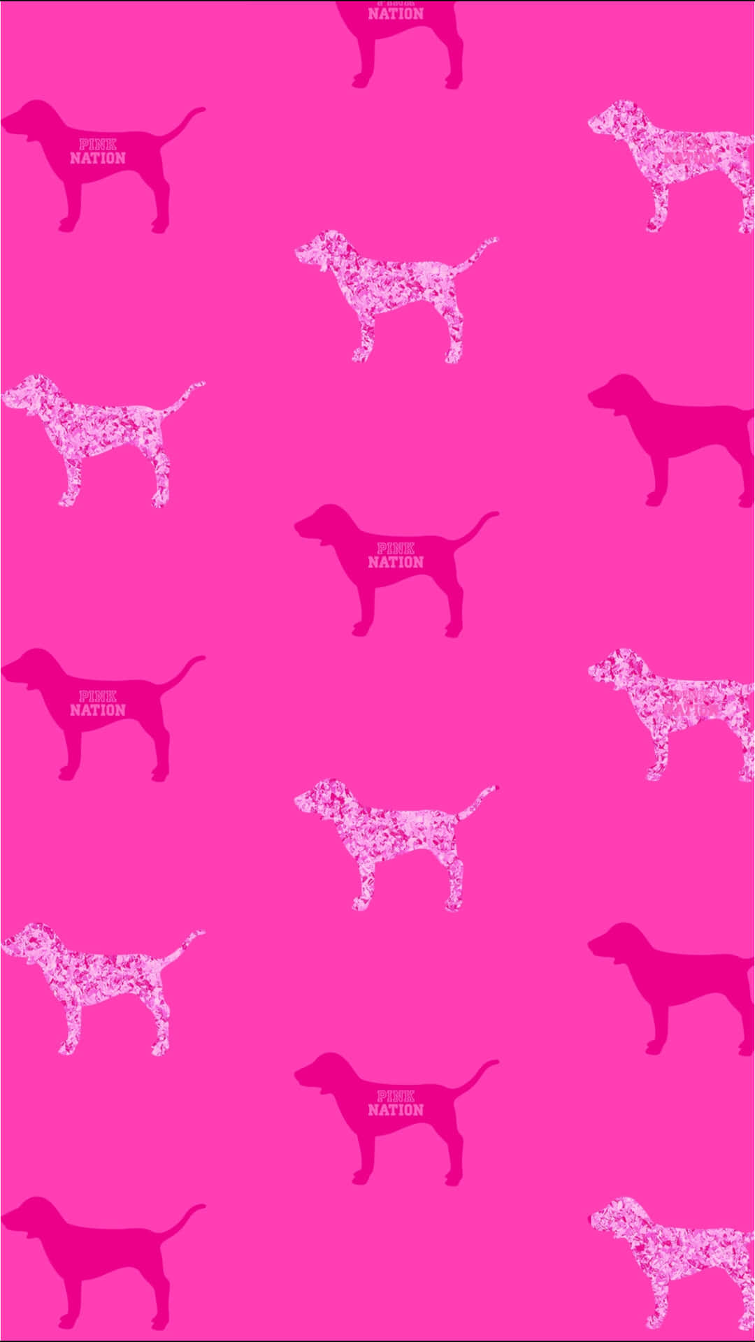 Dachshunds On A Pink Background Background