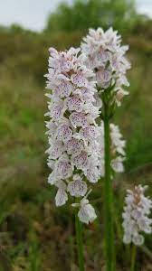 Dactylorhiza Fuchsii Orchid Variety Background