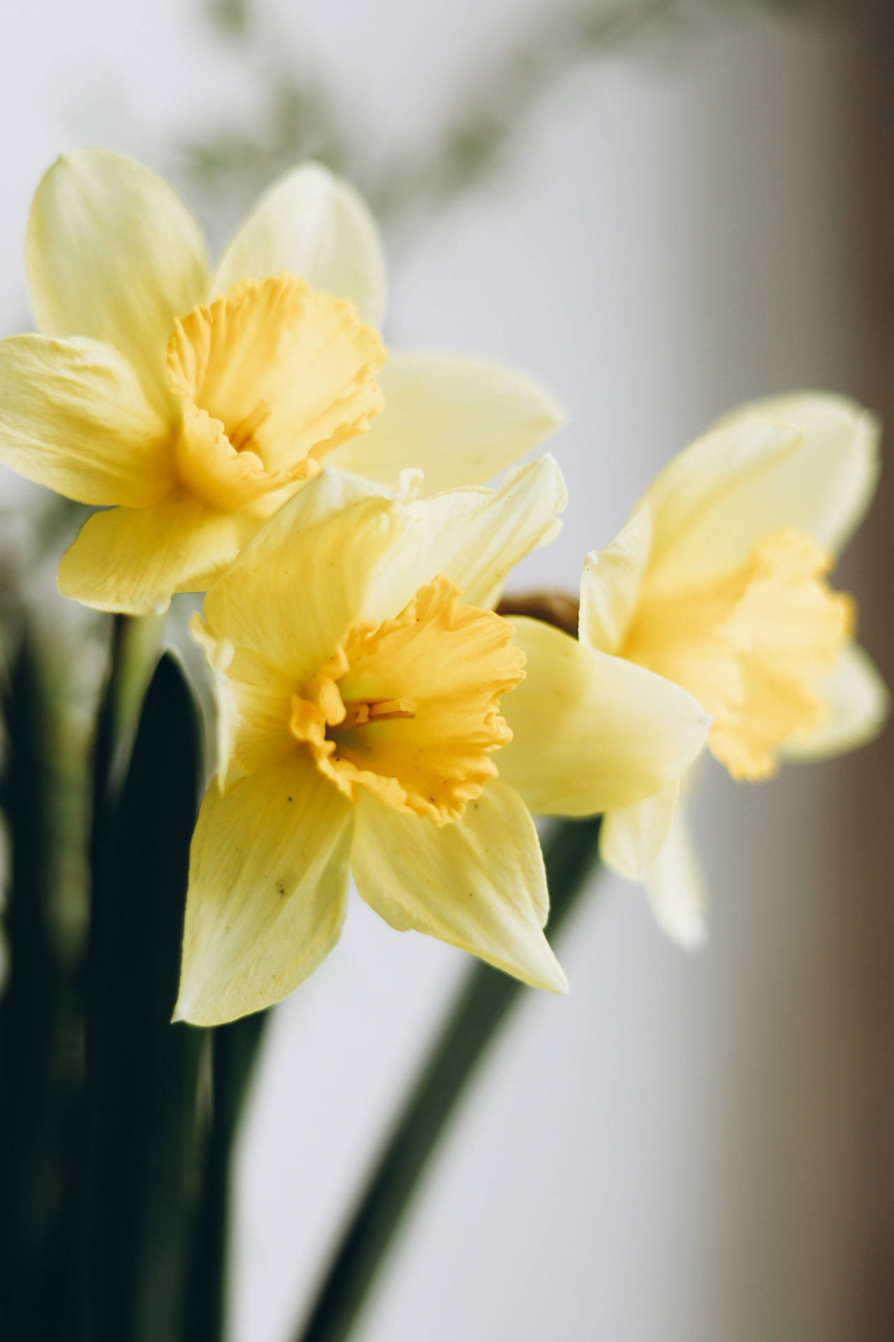 Daffodil Aesthetic Background