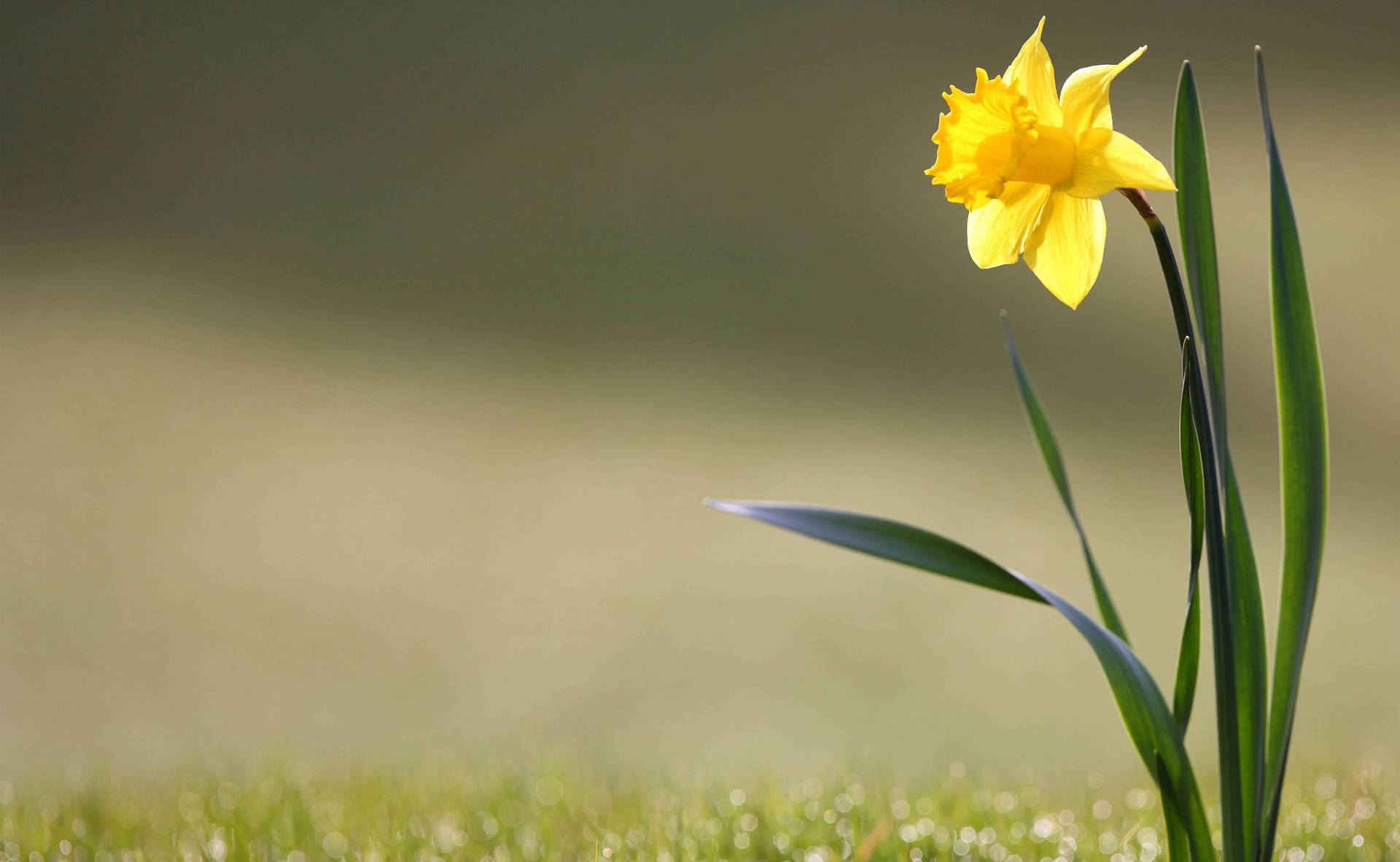 Daffodil At Grass Ground Background