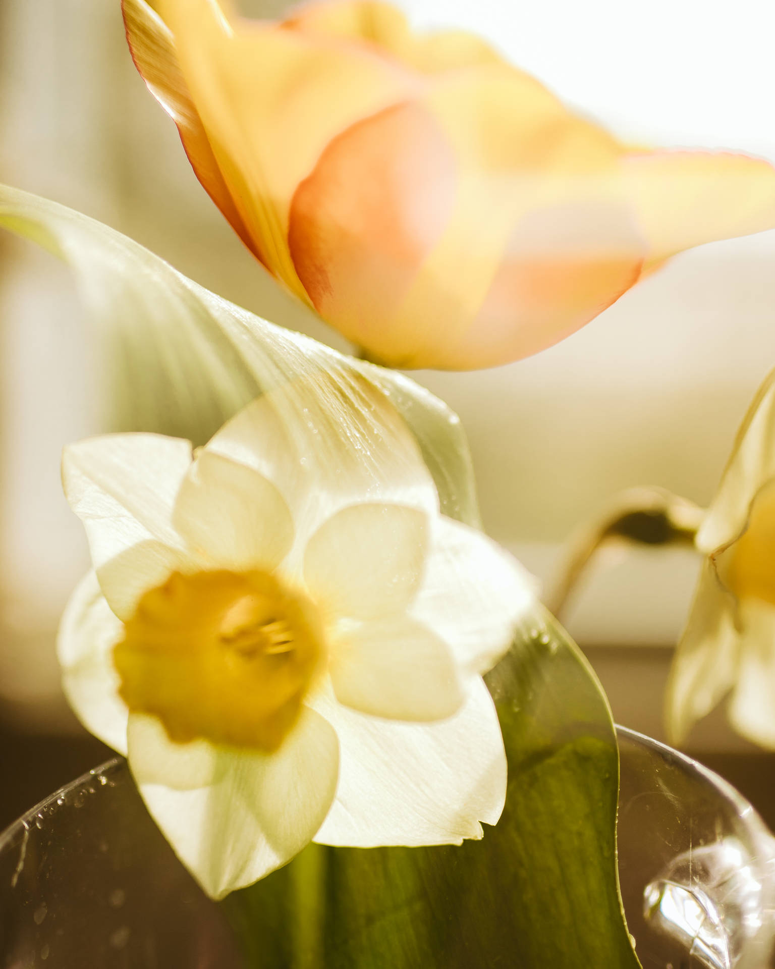 Daffodil Blossom Near Orange Flower Background