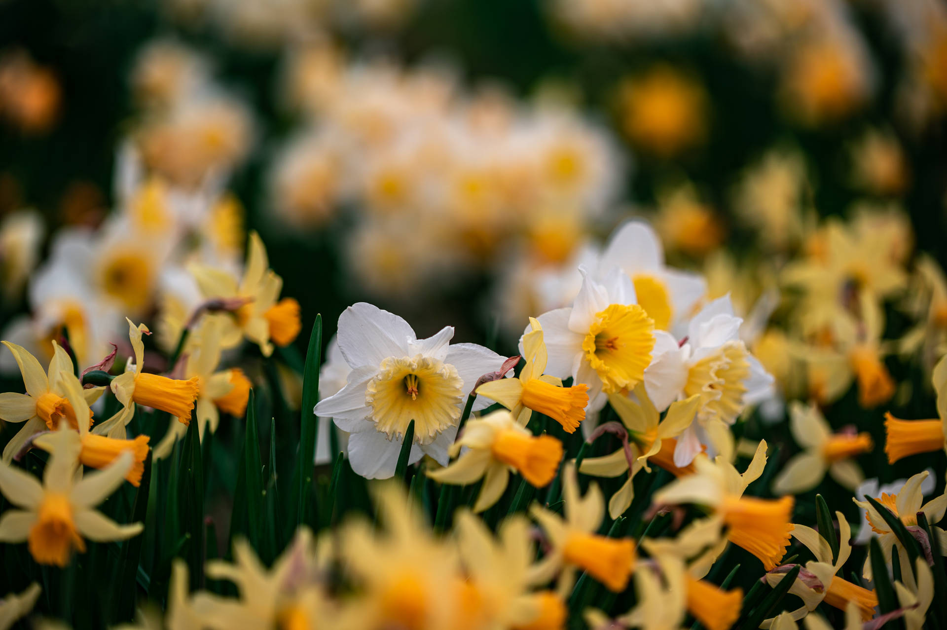 Daffodil Flowers Tilt-shift Background