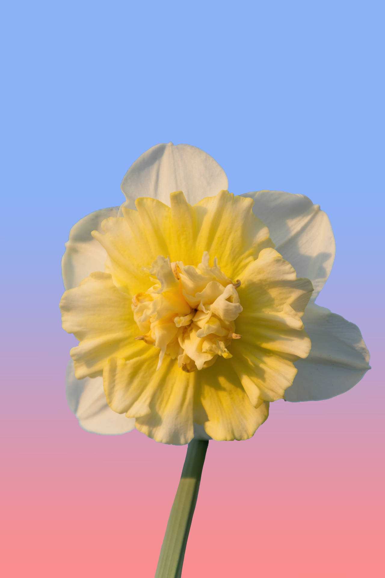 Daffodil In Purplish Red Sky Background