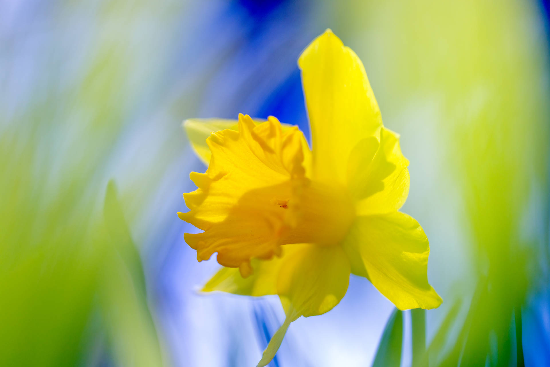 Daffodil In Tilt Shift Lens Background