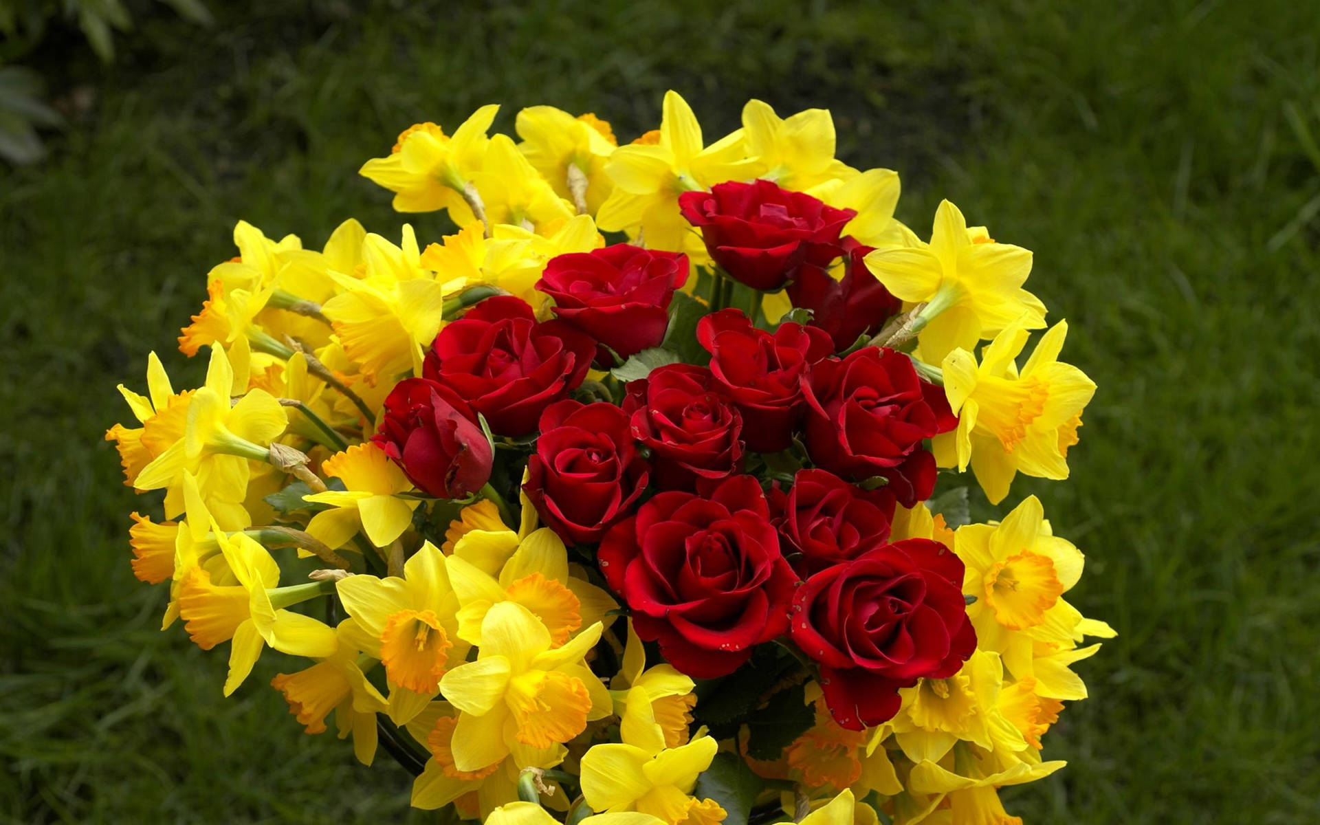 Daffodils And Roses Flower Desktop Background